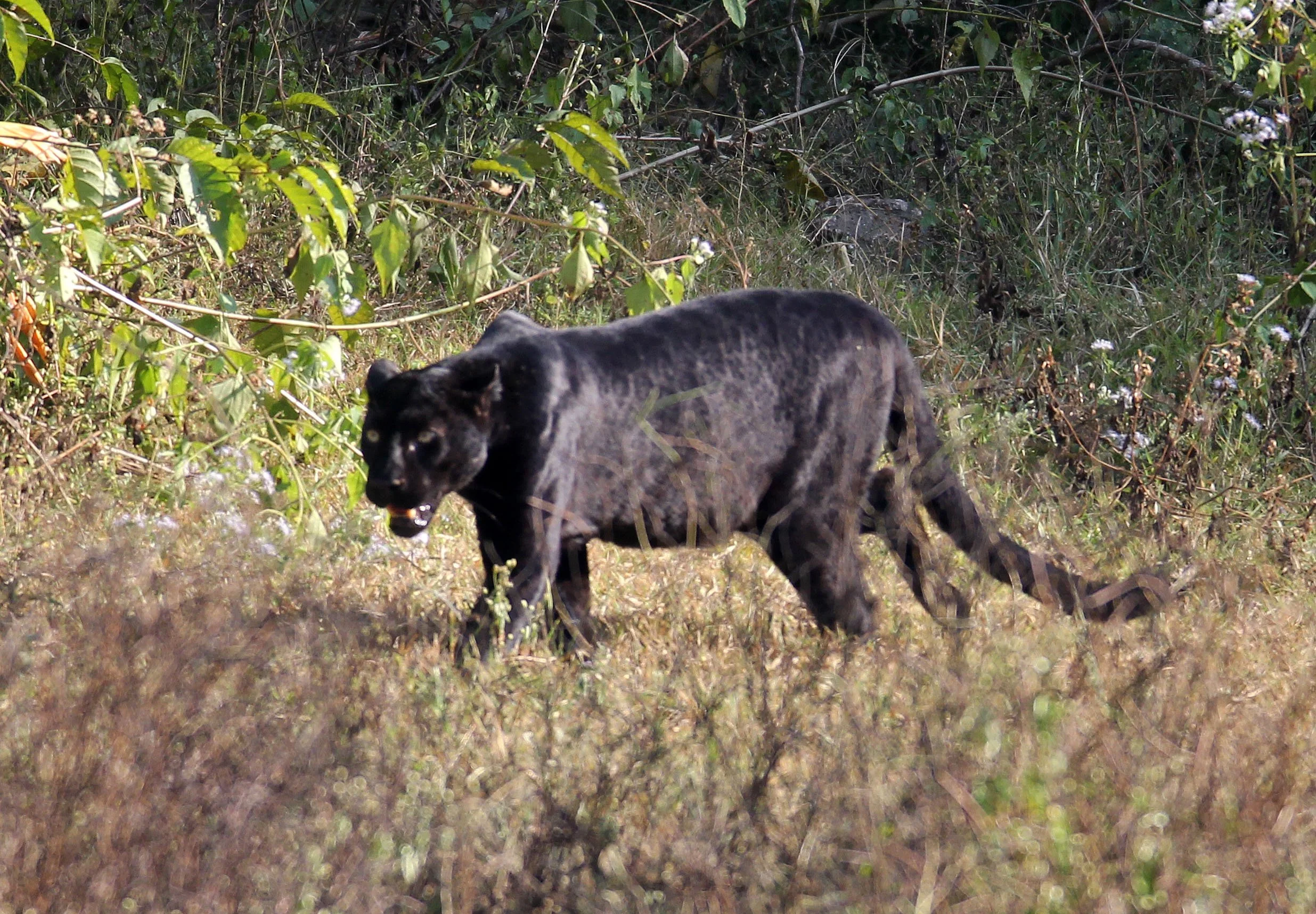Panthera pardus delacouri - INDOCHINESE LEOPARD - MELANISTIC FORM - HUAI KHA KHAENG - KAPOK KAPIEN STATION & MINERAL LICK - THAI (7).JPG
