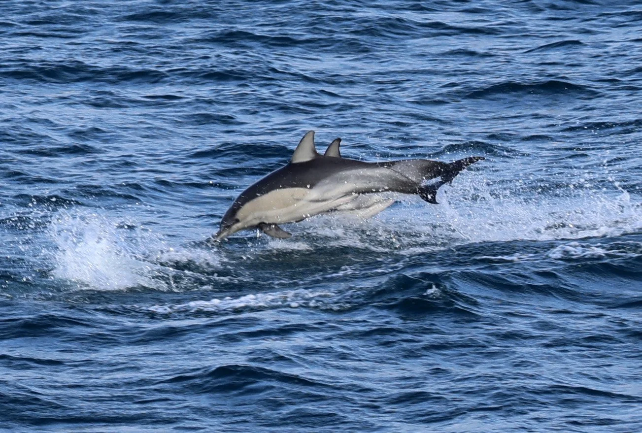 Common Dolphin (Delphinus delphis) Kangaroo Island - South Australia