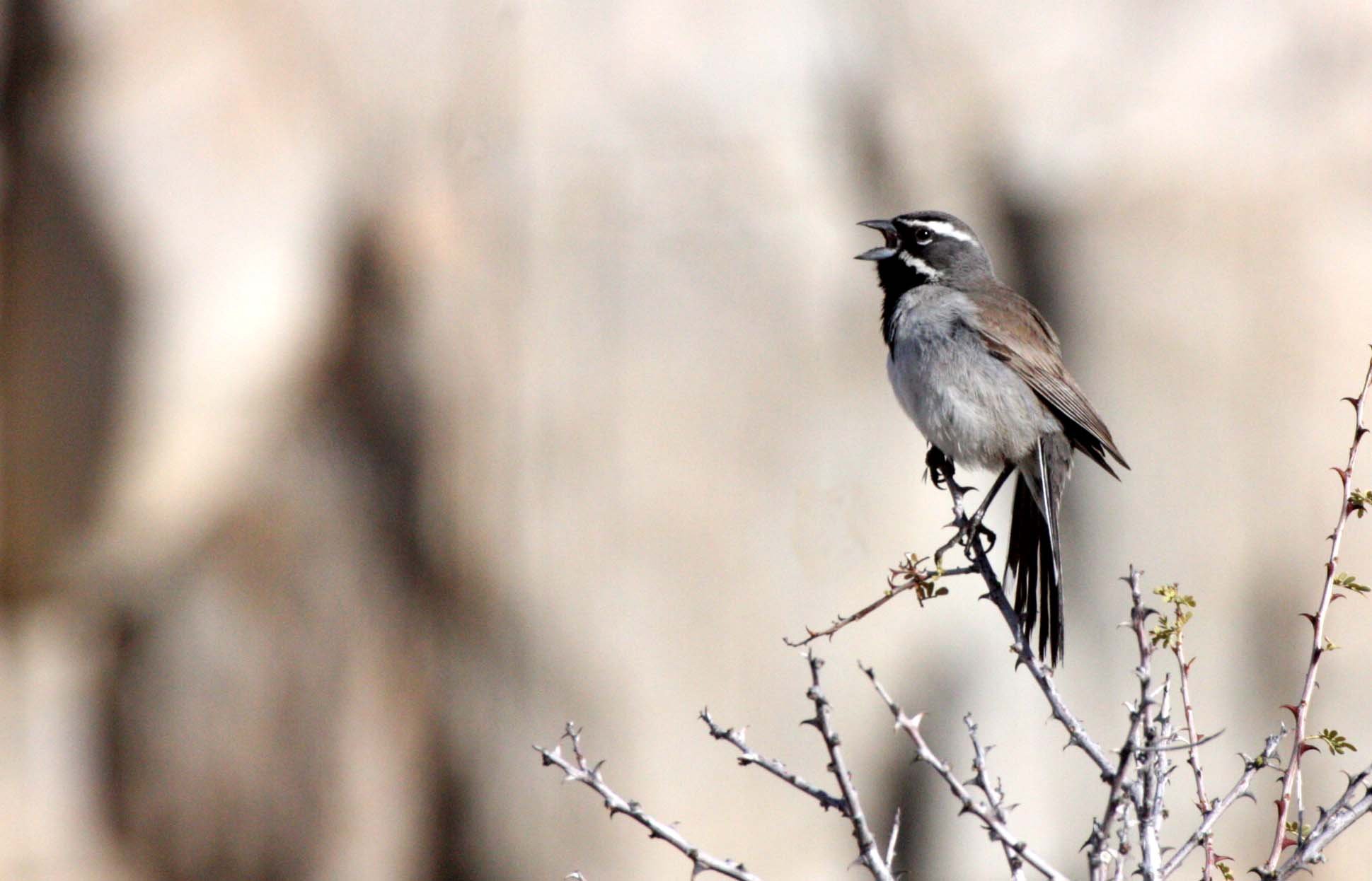 Black-throated Sparrow (Amphispiza bilineata) Catavina Desert Baja Mexico (1).JPG