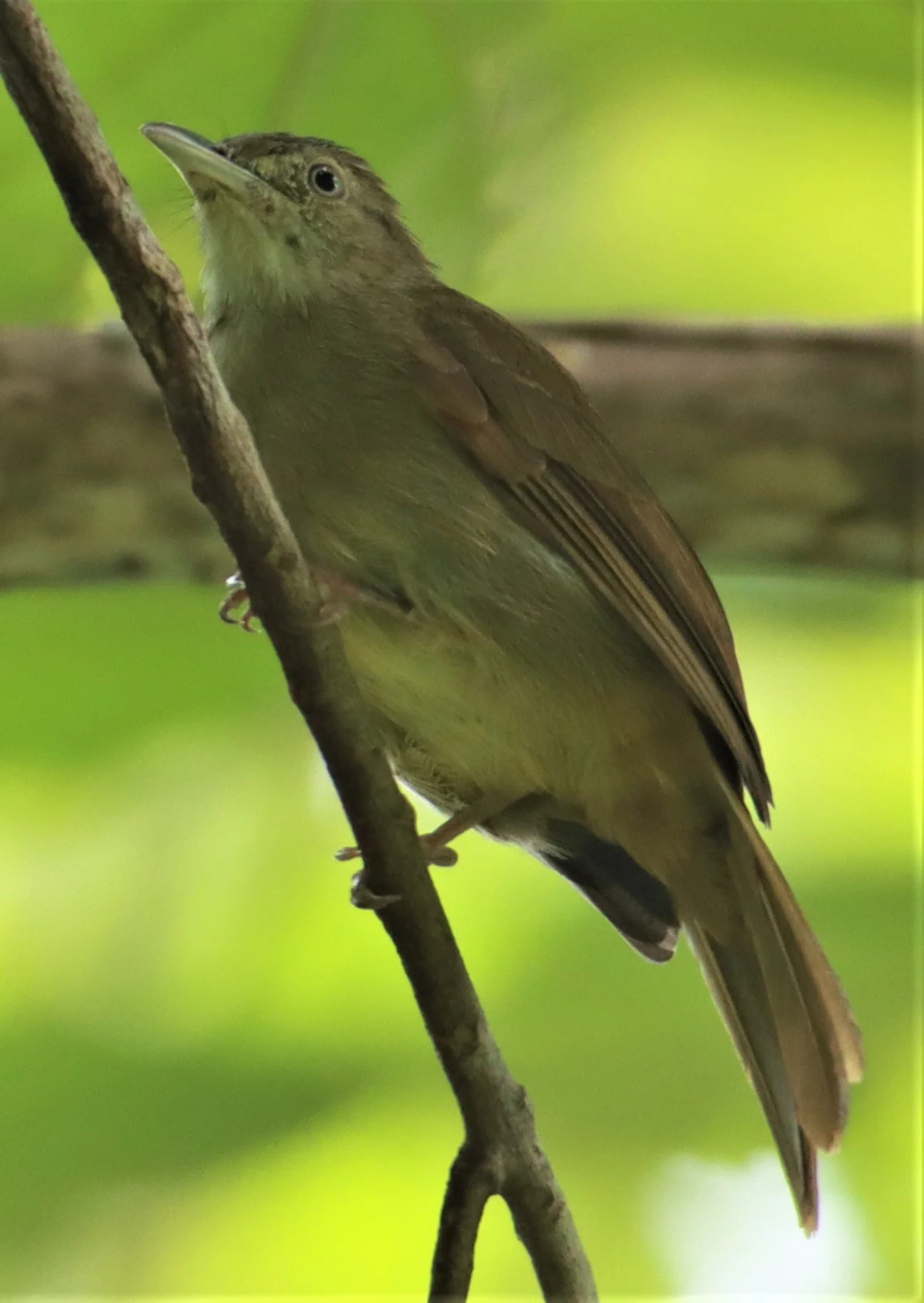 BULBUL - BUFF-VENTED BULBUL - Iole crypta - Sa Nang Manora Forest Park PHANG NGA PROVINCE (29).jpg