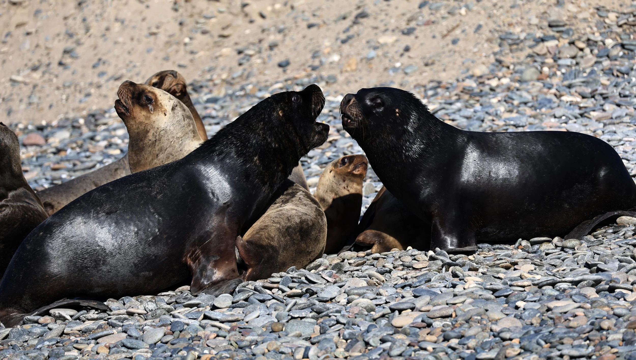 South American Sea Lion (Otaria flavescens) Puerto Rawson Argentina (25).jpg