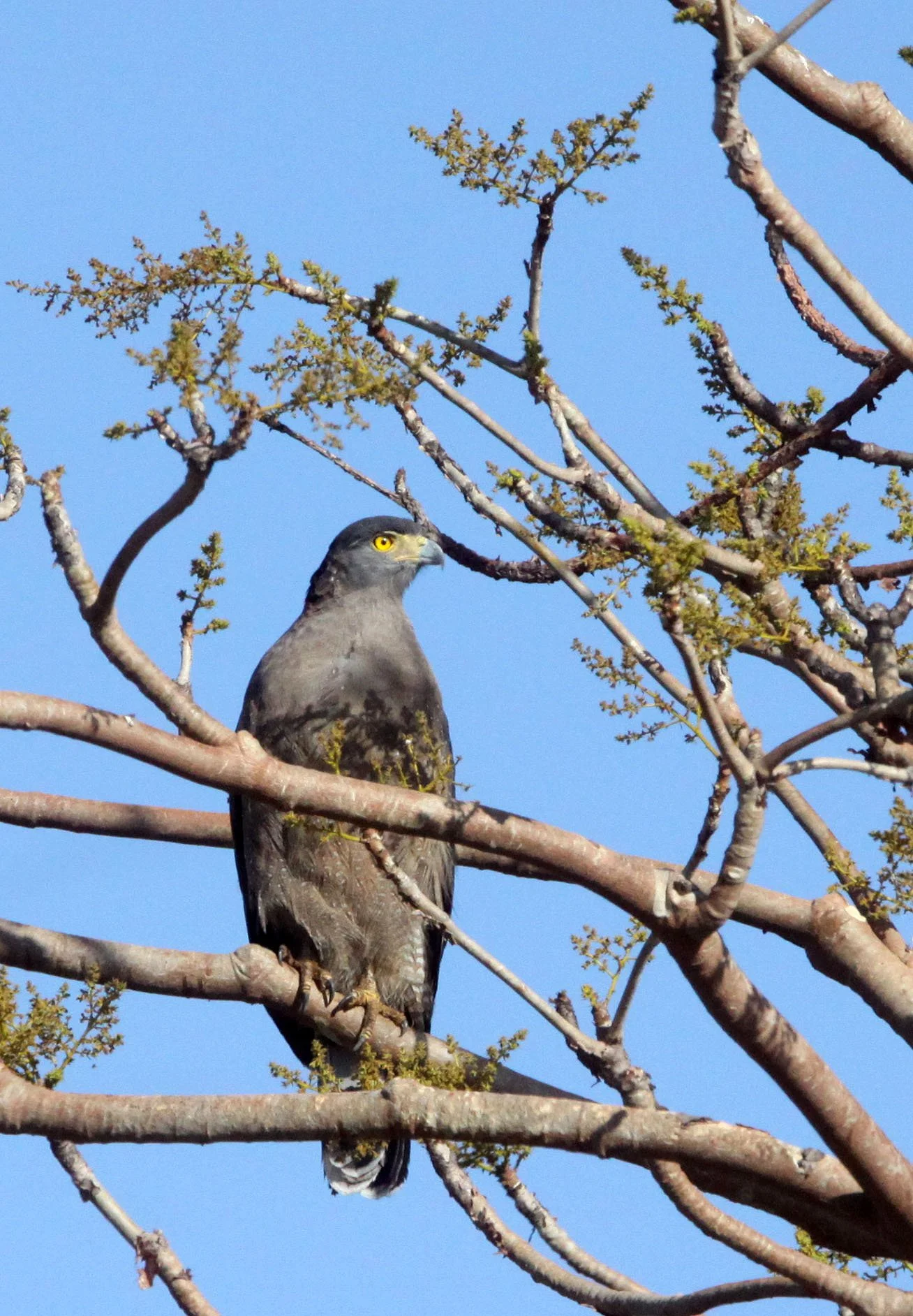 Spilornis cheela melanotis - INDIAN CRESTED SERPENT (SNAKE) EAGLE -  GIR FOREST GUJARAT INDIA (14).JPG
