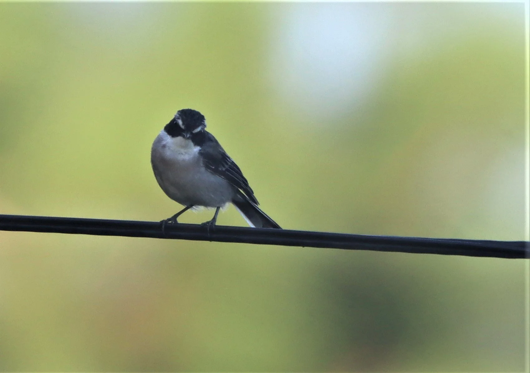 BUSH CHAT - GREY BUSH CHAT - Saxicola ferreus - DOI ANG KANG CHIANG MAI (24).jpg