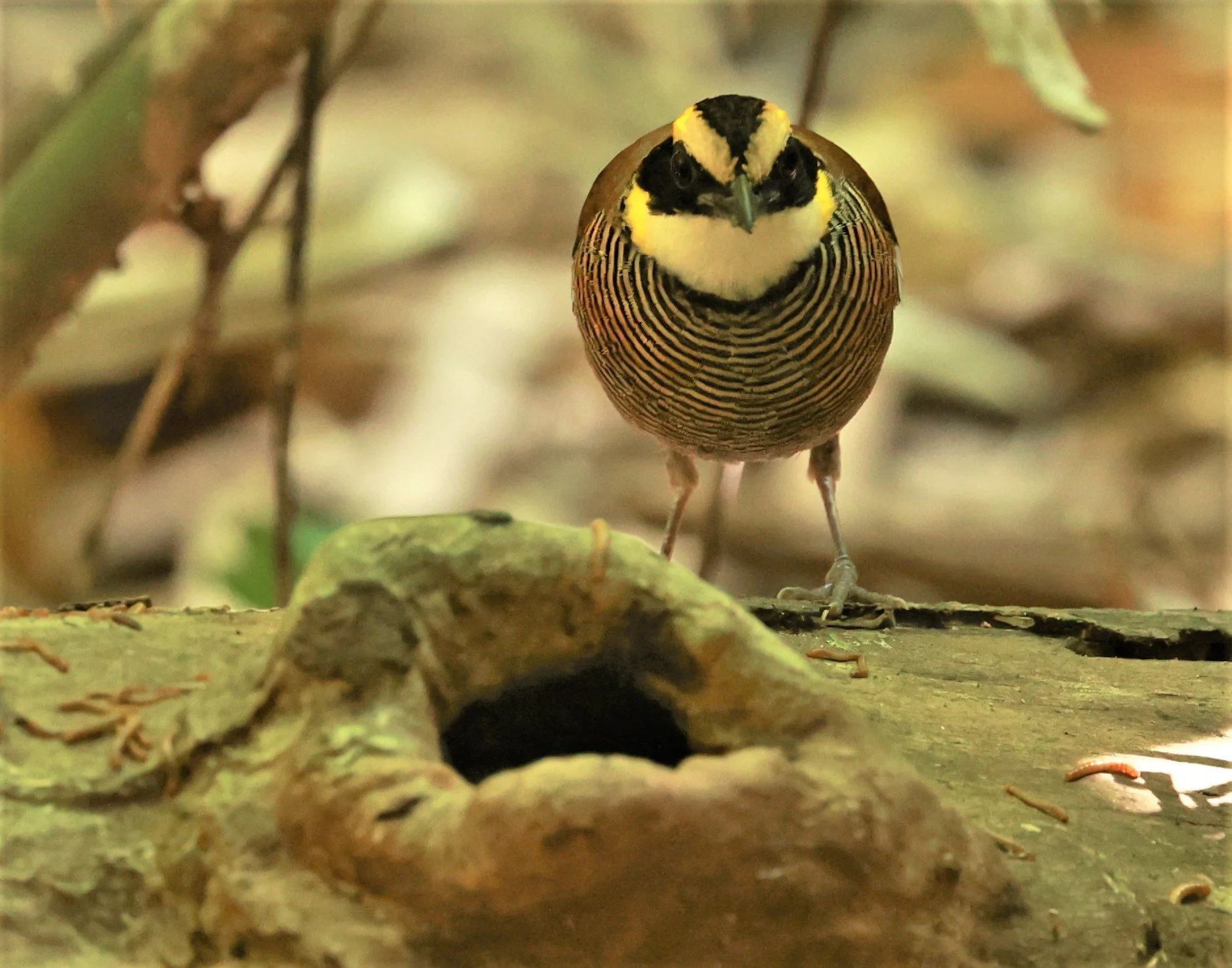 PITTA - Malayan banded pitta - Hydrornis irena - Si Phang Nga National Park, Thailand Feb 18-19, 2023 (6).jpg