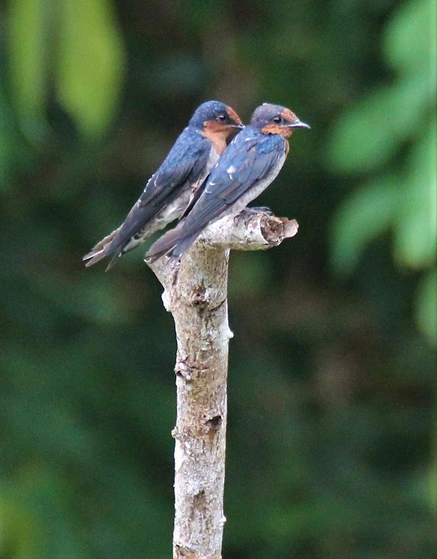Barn Swallow (Hirundo rustica) Ao Phang Nga NP Thailand (2).jpg