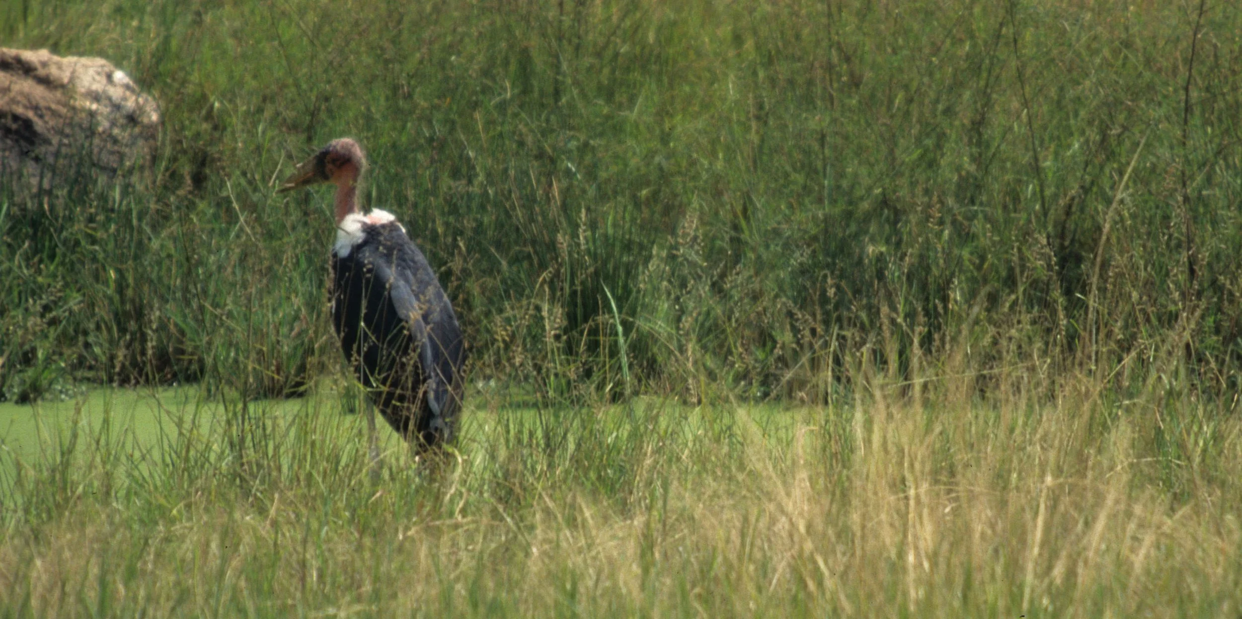 BIRDS - STORK - MARABOU- SHABA A.jpg