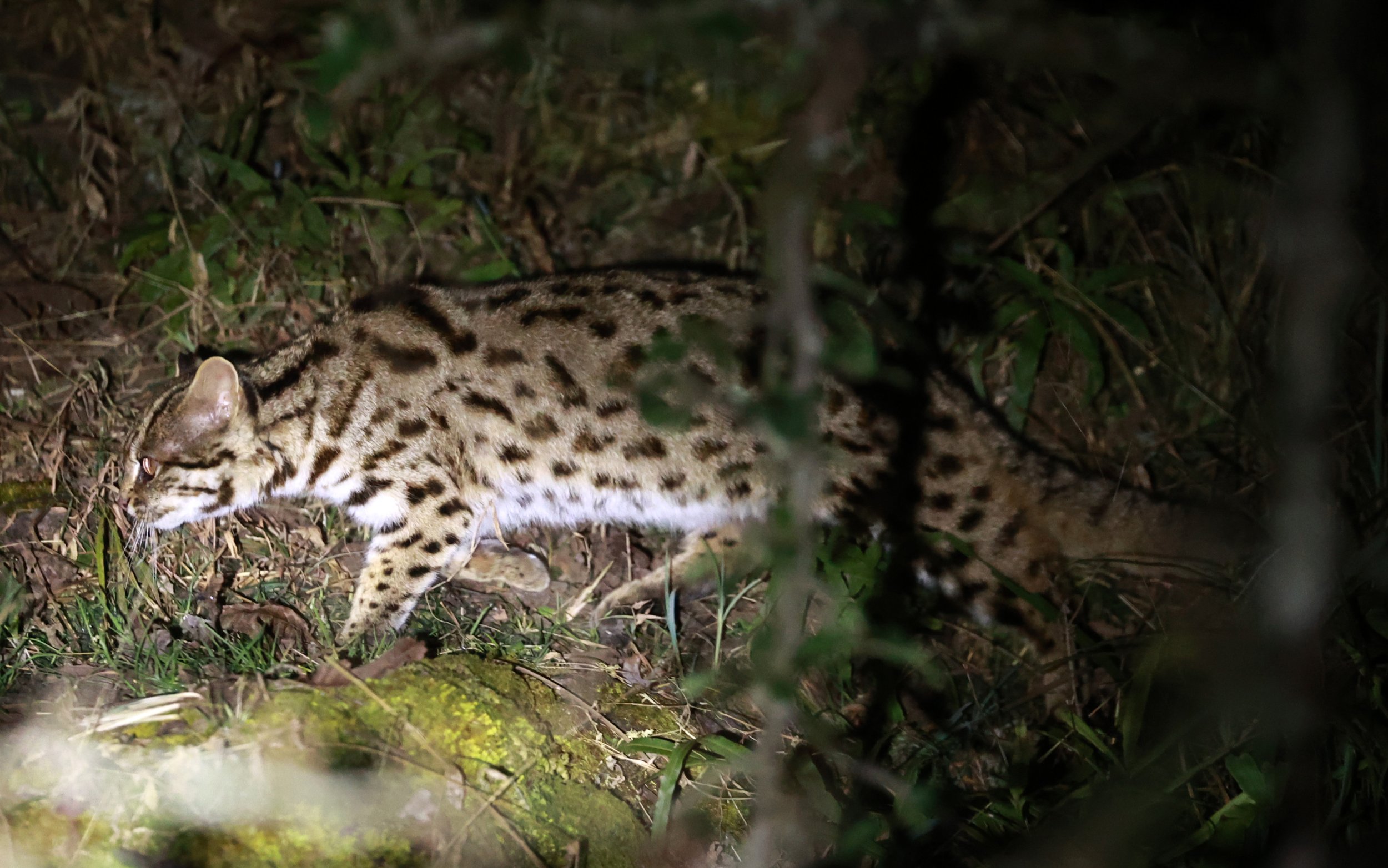 Mainland Leopard Cat (Prionailurus bengalensis) Tangjiahe National Nature Reserve, Sichuan China (35).jpg