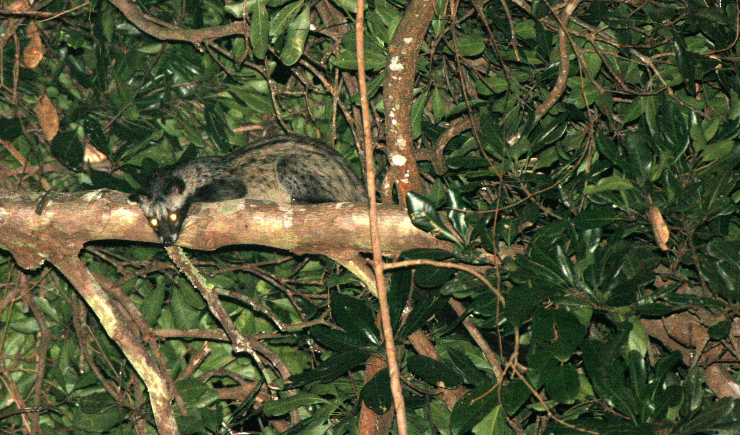 Paradoxus hermaphroditus laotum - COMMON PALM CIVET - PANG SIDA NATIONAL PARK THAILAND (2).JPG