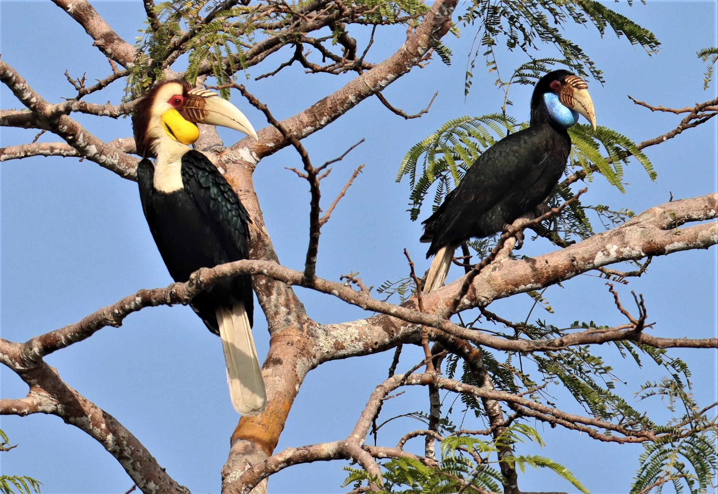 Wreathed Hornbill (Rhyticeros undulatus) male and female