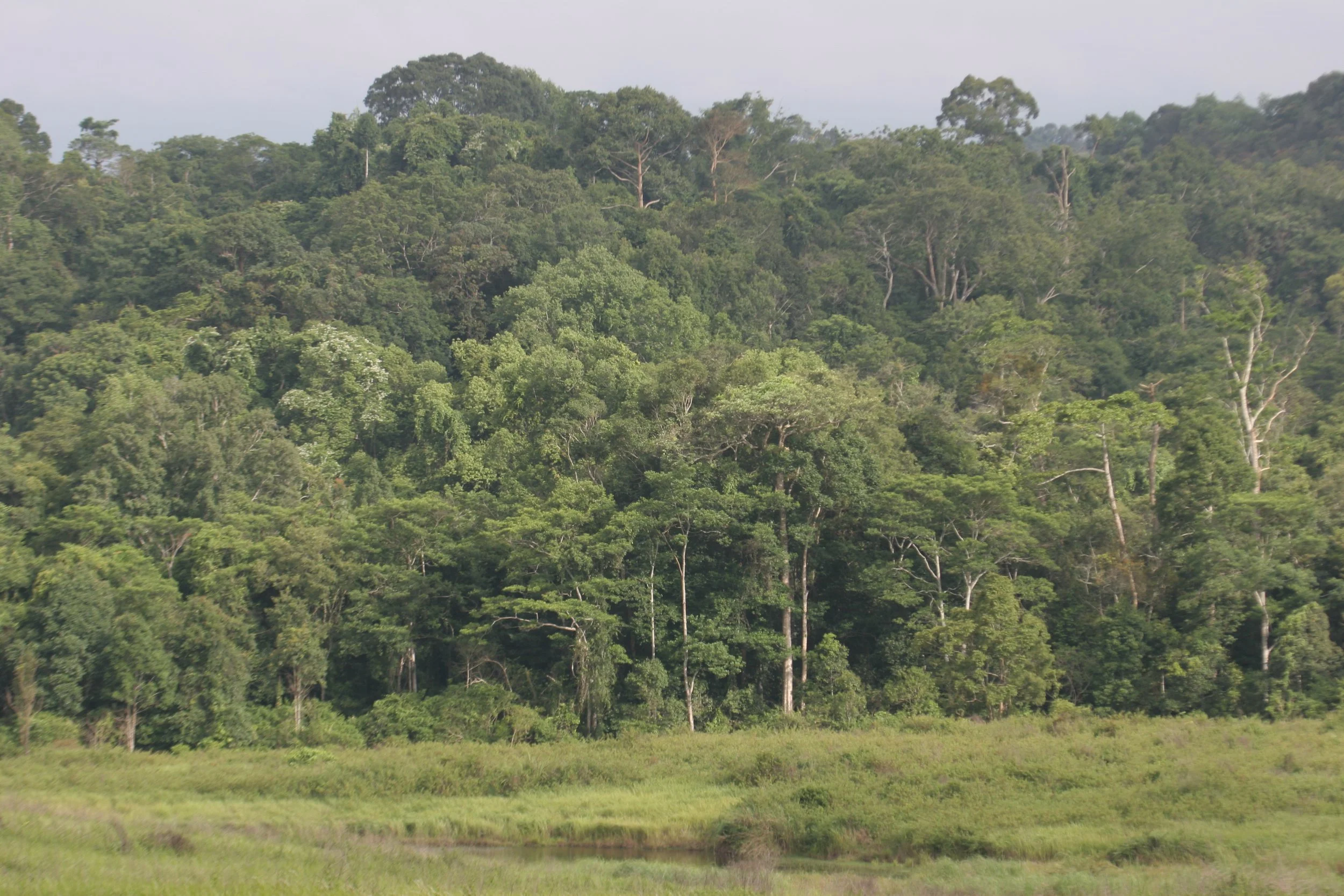 KHAO YAI NP - THAILAND (179).jpg