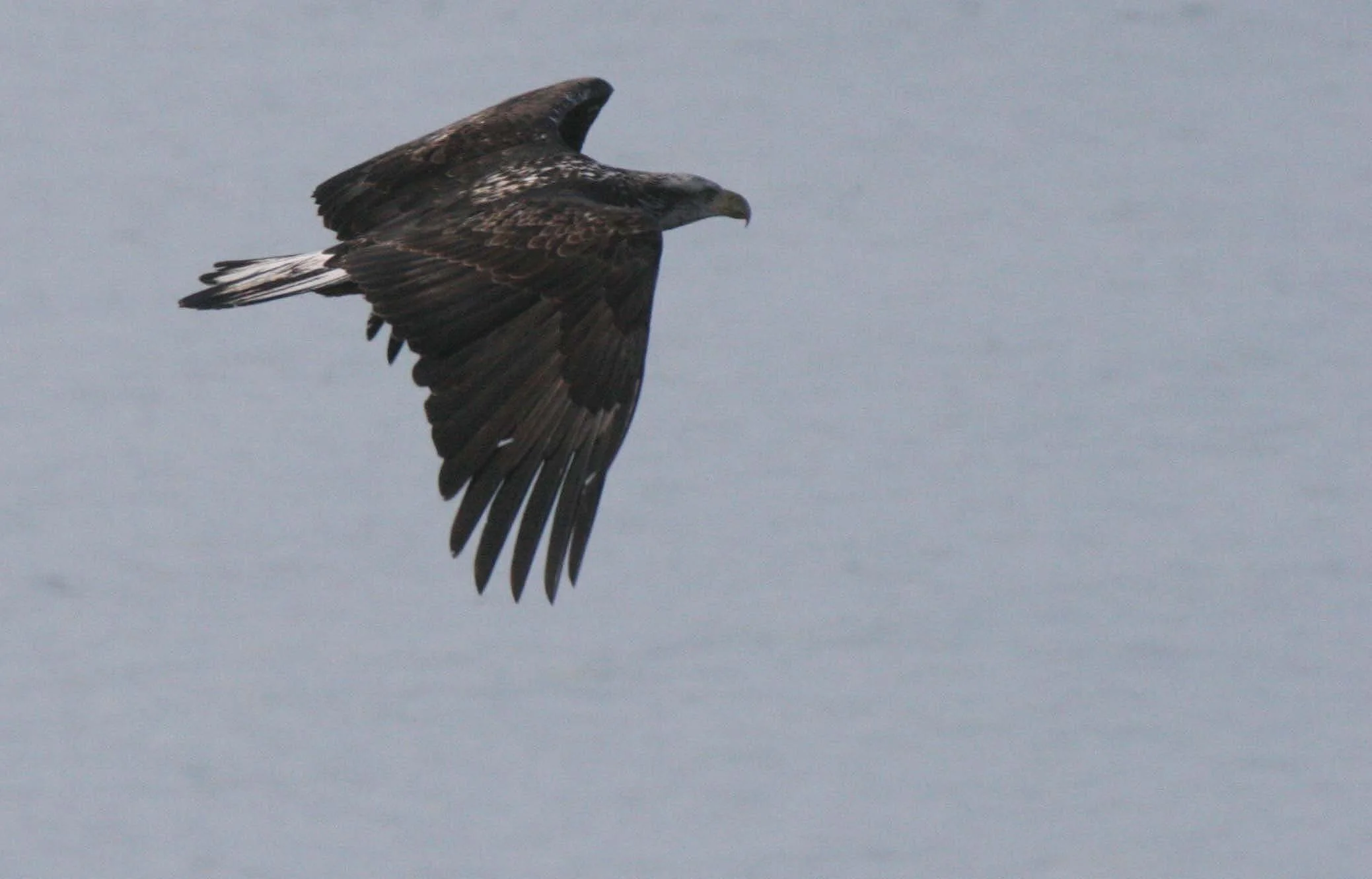 BIRD - EAGLE - BALD EAGLE IMMATURE -LAKE FARM (15).JPG