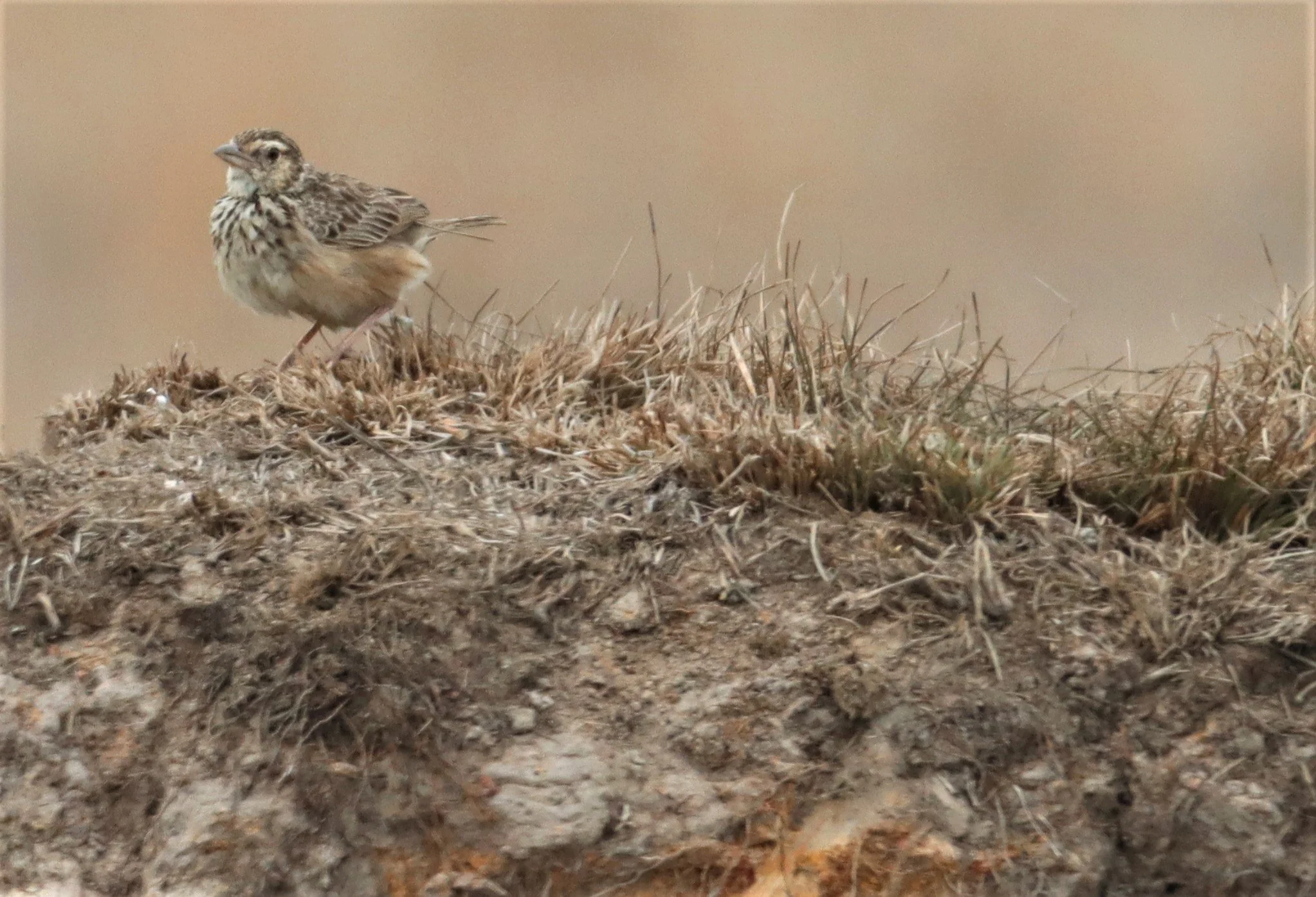 Indochinese Bushlark (Mirafra erythrocephala) Pak Phli Nakhon Nayok Thailand (1).jpg