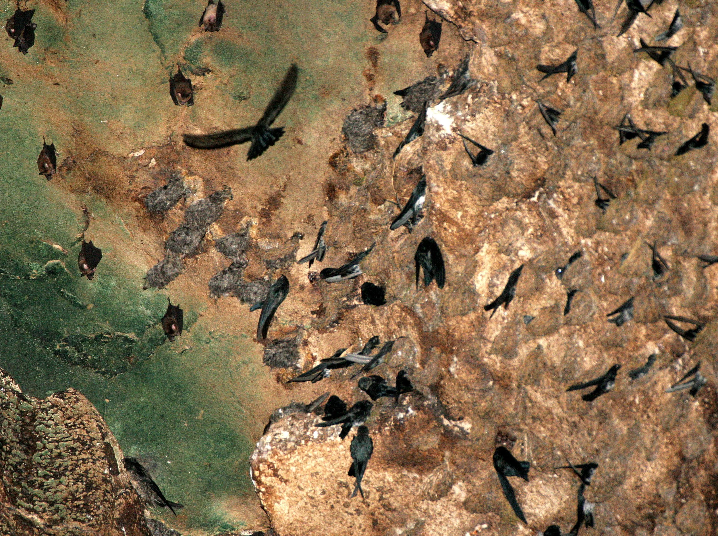 White-nest Swiftlet (Aerodramus fuciphagus) Gamontong Cave Borneo (7).JPG