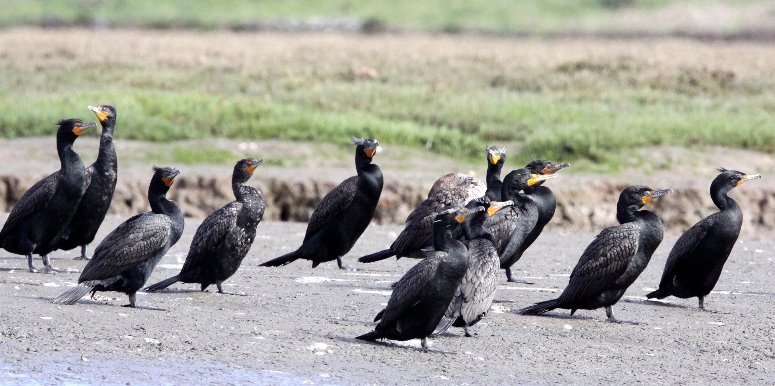 Nannopterum auritum - Double-crested Cormorant - Elkhorn Slough, California (1).JPG