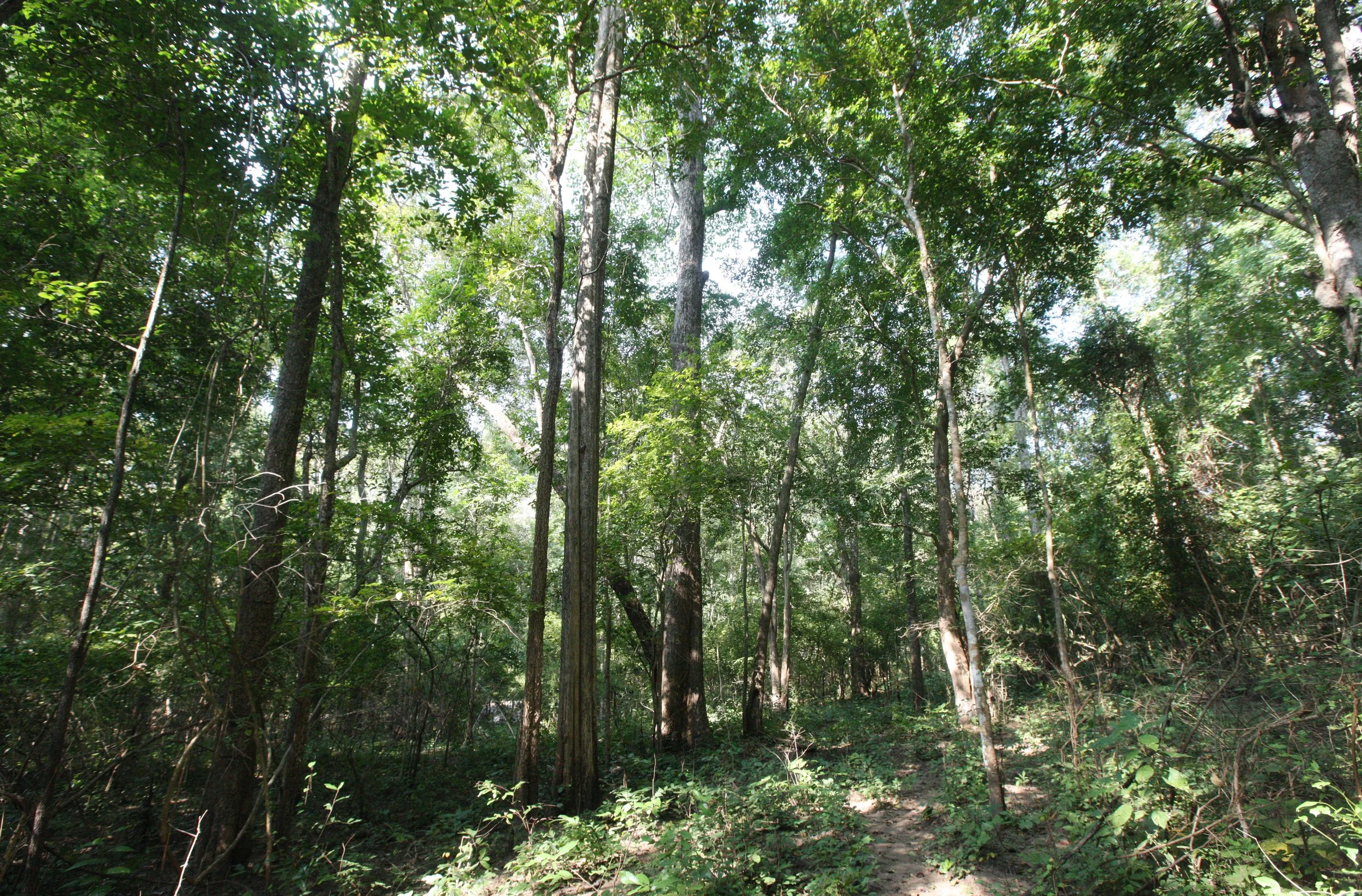 2014 Huai Kha Khaeng Bruce Kekule Trip (114).JPG