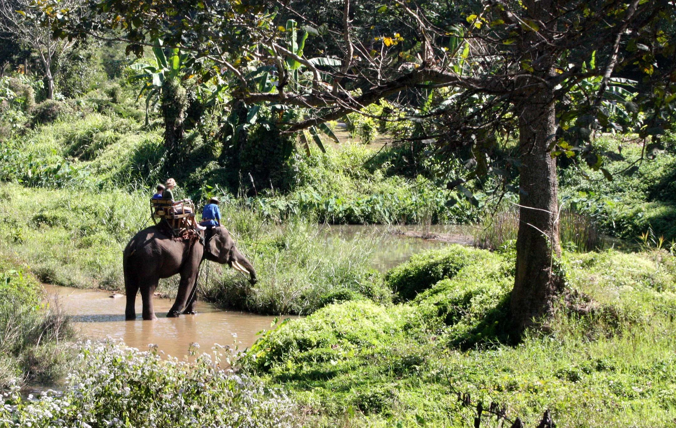 2008 Lampang City & Elephant Center (30).JPG