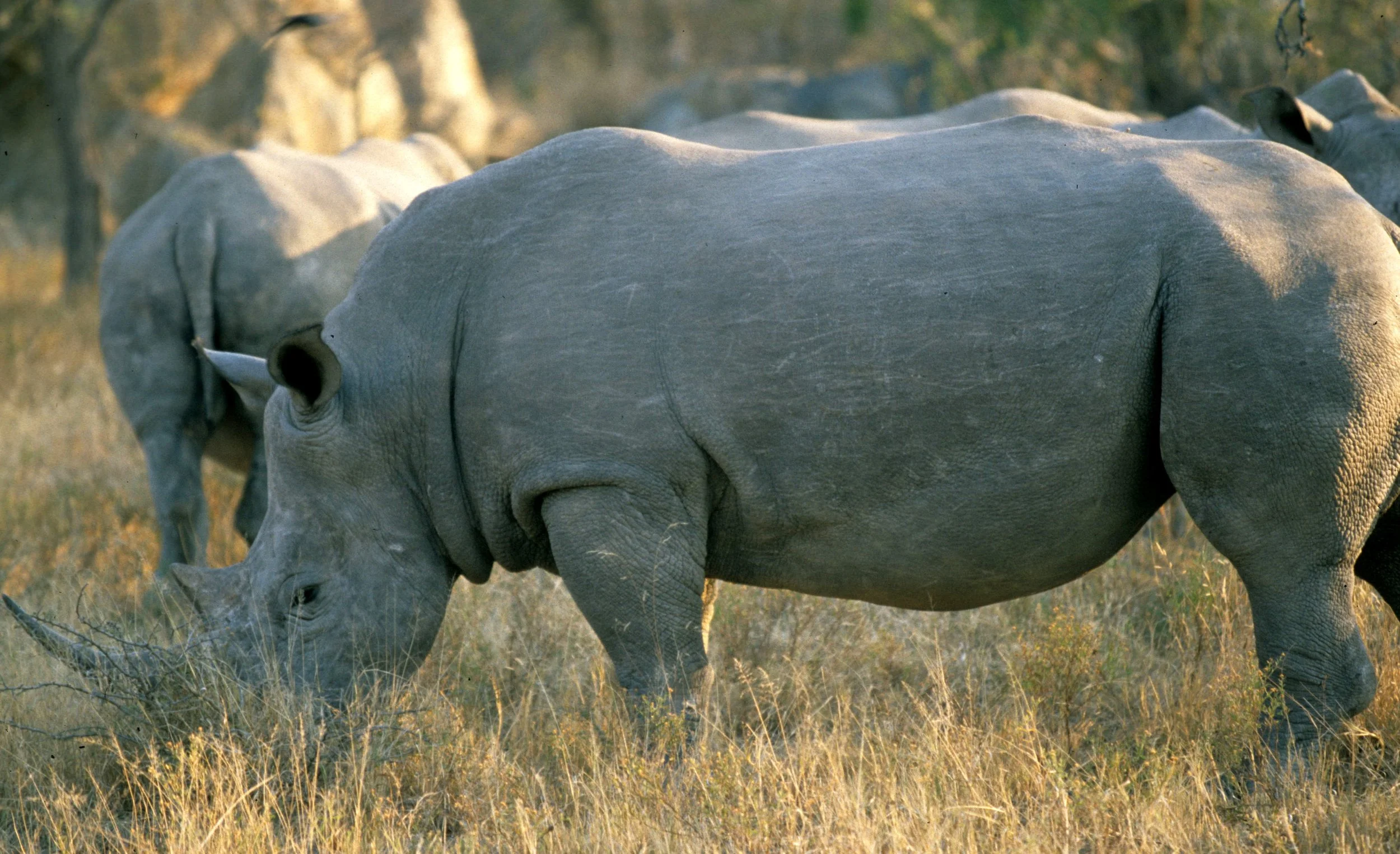 RHINO- BLACK - ZIMBABWE 13.jpg