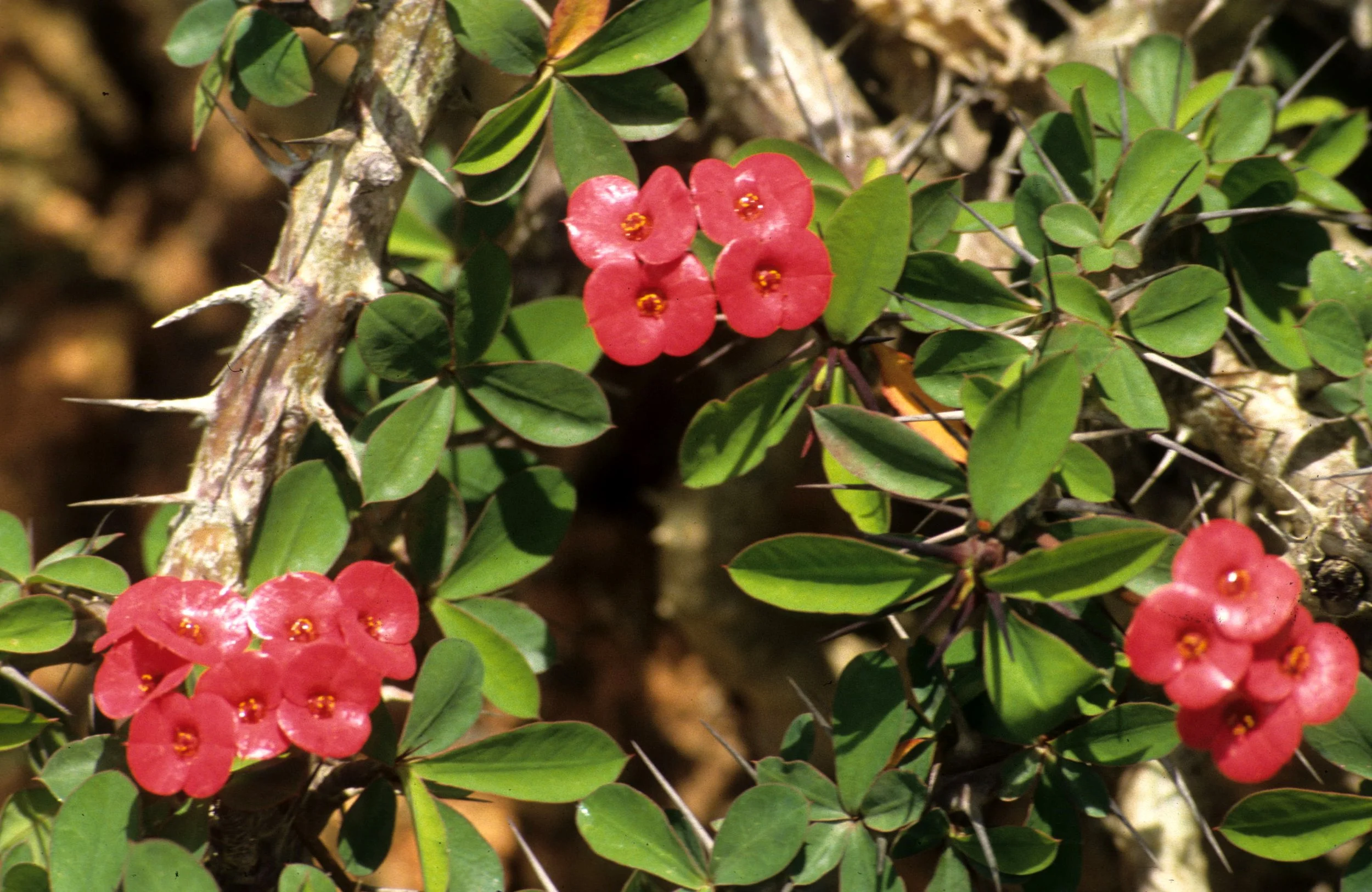 VIET NAM - PLANT SPECIES A (2).jpg