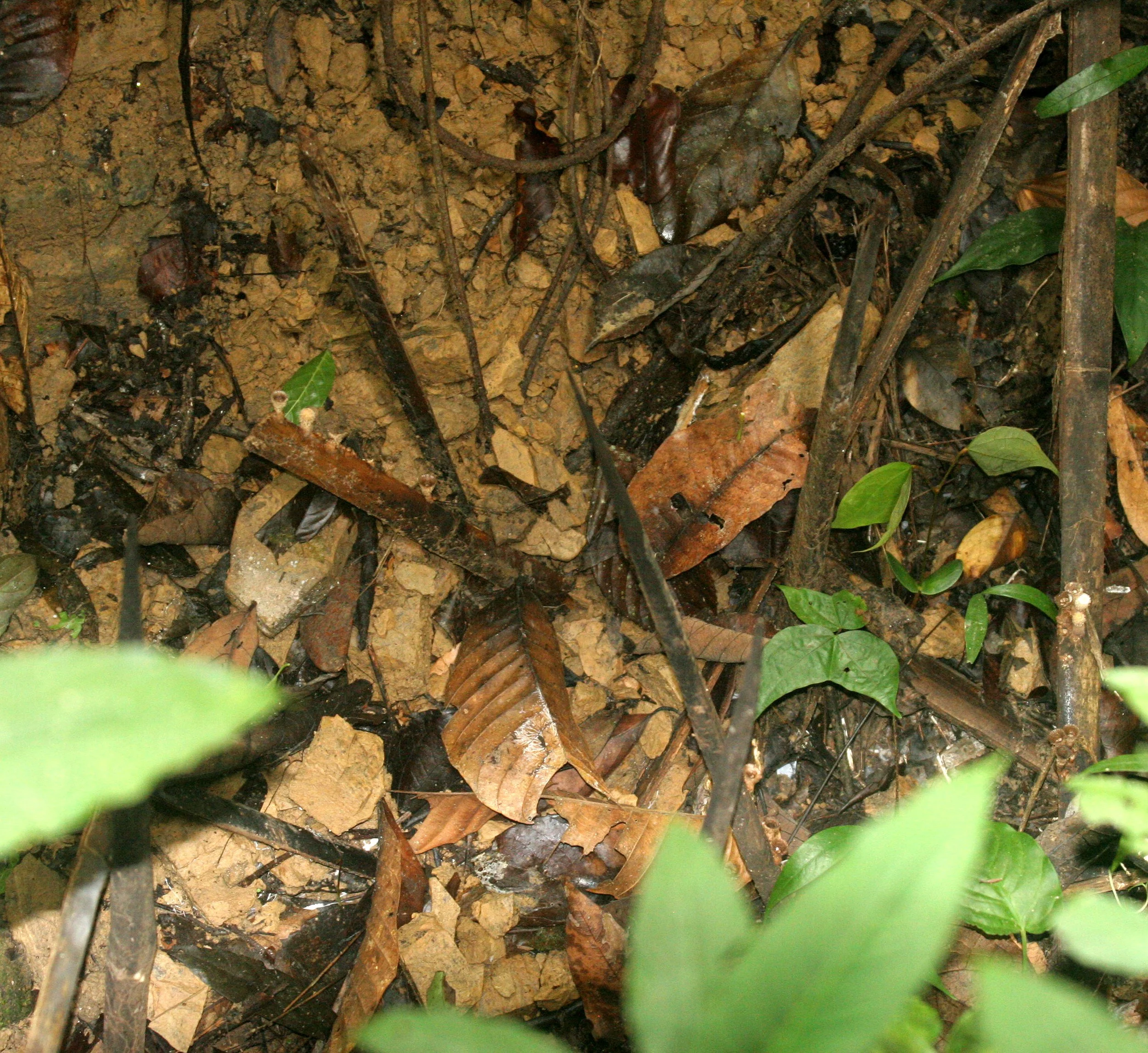 2008 Khao Luang NP Krung Chin Waterfalls Area (13).JPG