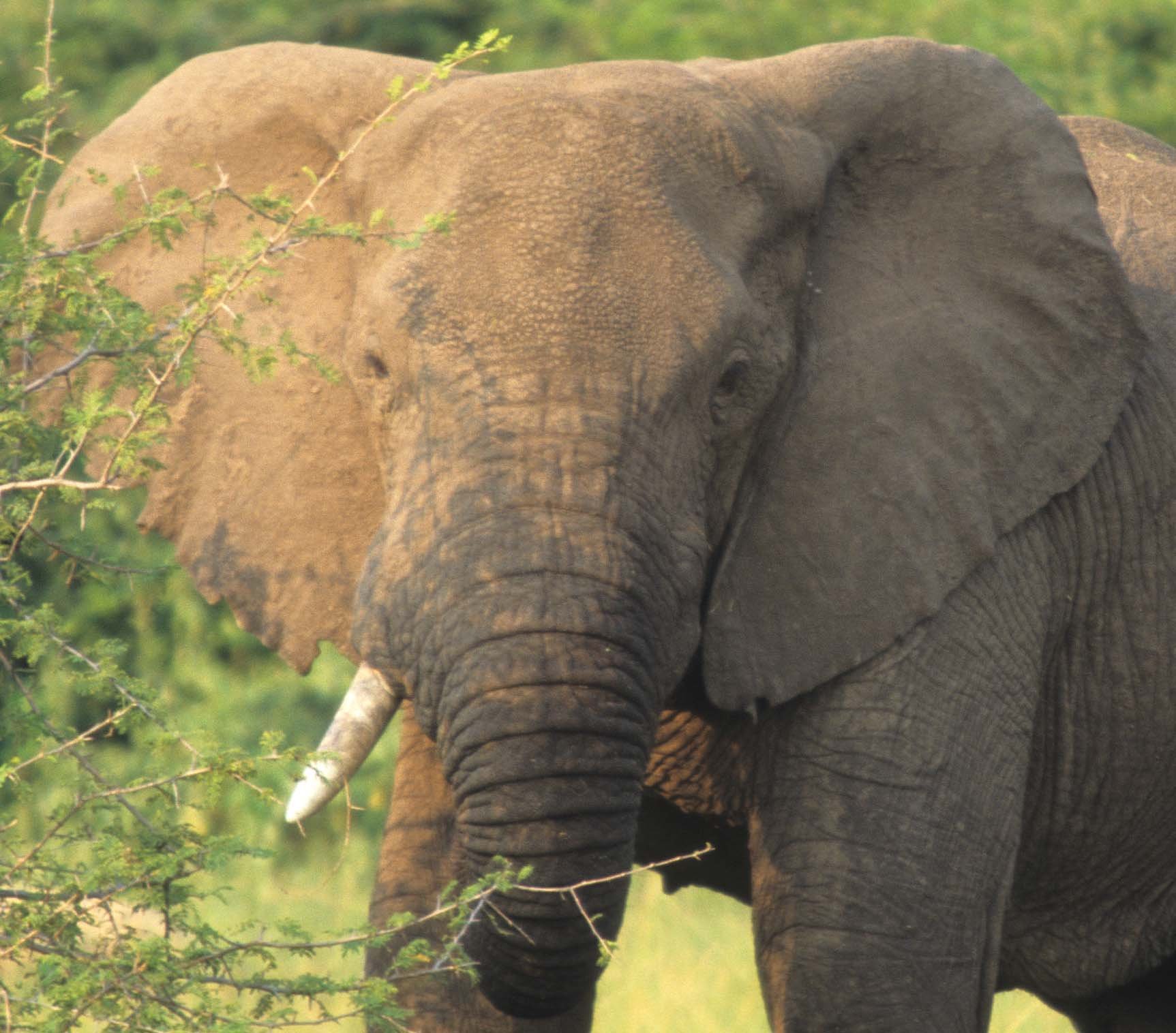 ELEPHANT - UGANDA A.jpg