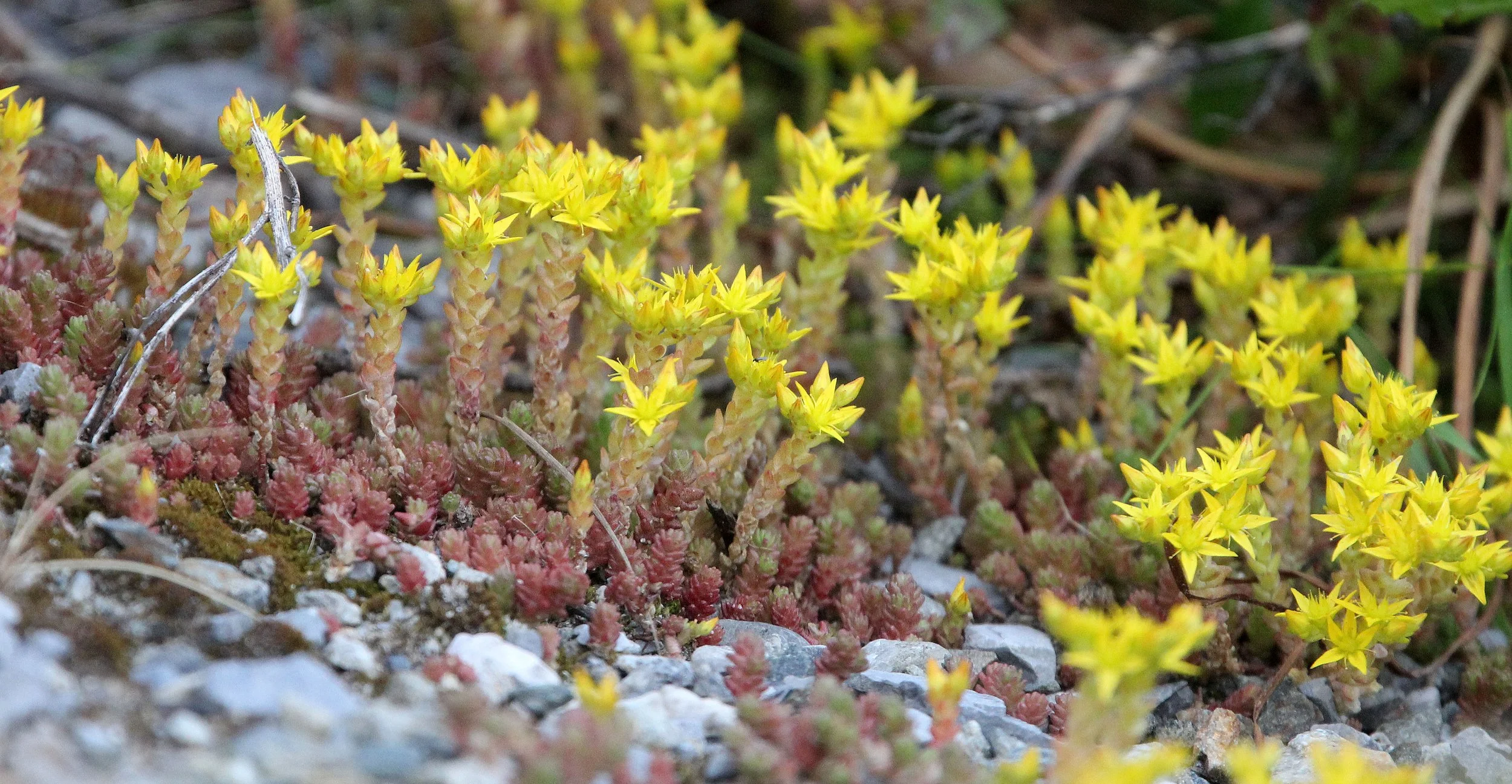 STELVIO NATIONAL PARK ITALY (151).JPG