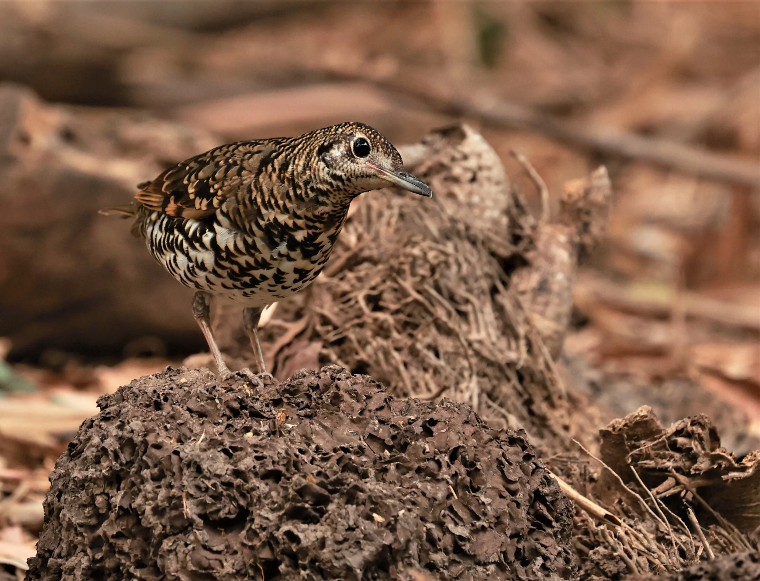 White's Thrush (Zoothera aurea) Putthamonthon Park Nakhon Pathom Thailand (44).jpg