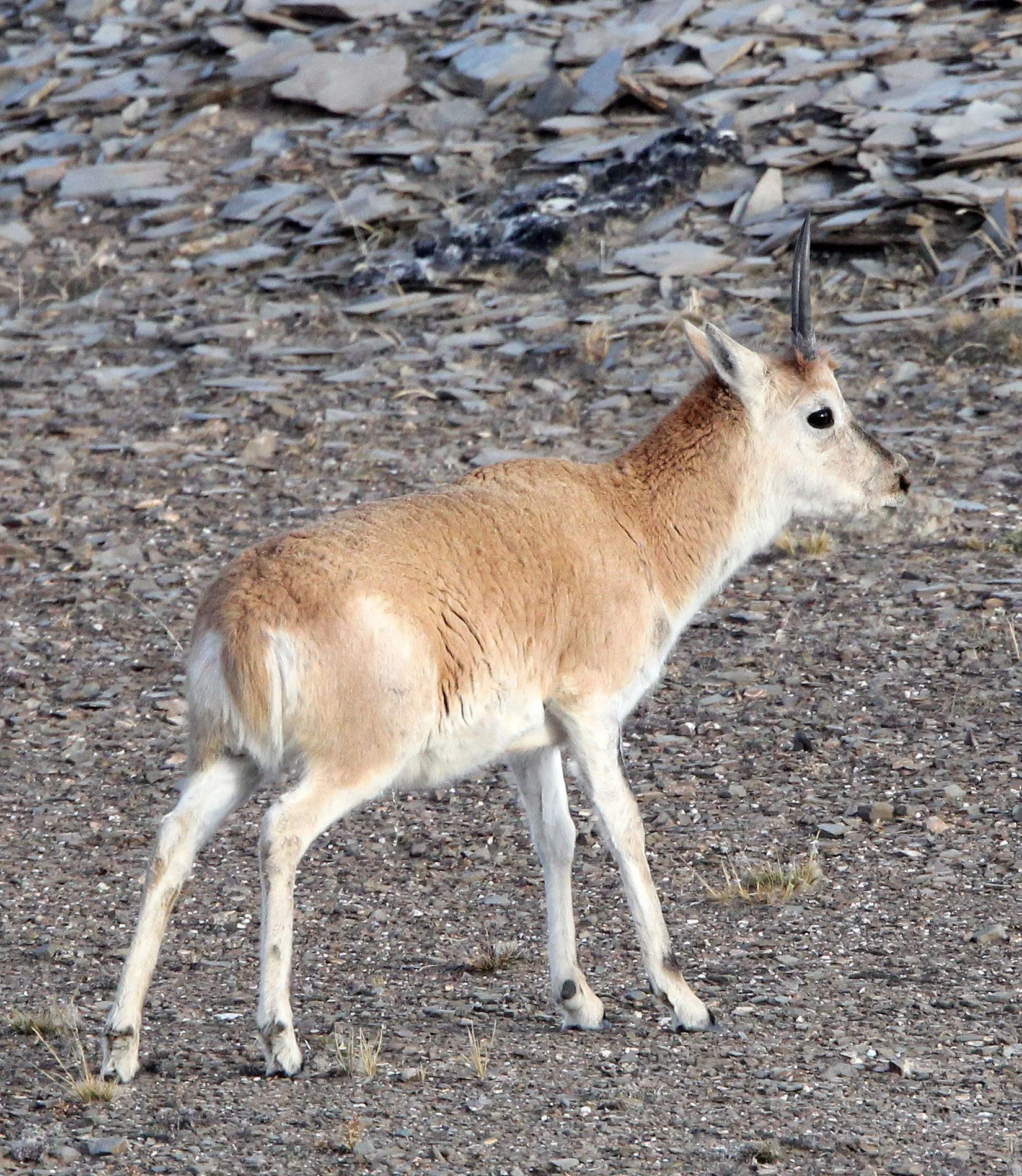 TIBETAN ANTELOPE -  Pantholops hodgsonii - KEKEXILI NATIONAL RESERVE - QINGHAI PROVINCE - CORE AREA (77).JPG