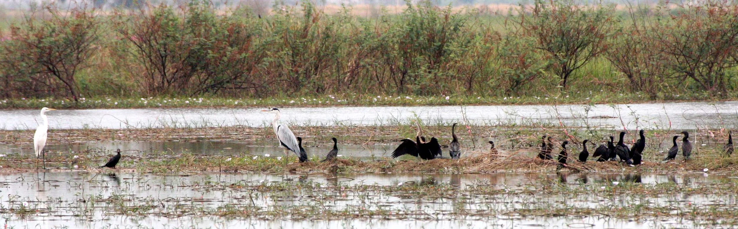 DARTER - Anhinga melanogaster - WITH GREY HERON AND LITTLE CORMORANTS - BUENG BORAPHET THAILAND (6).JPG