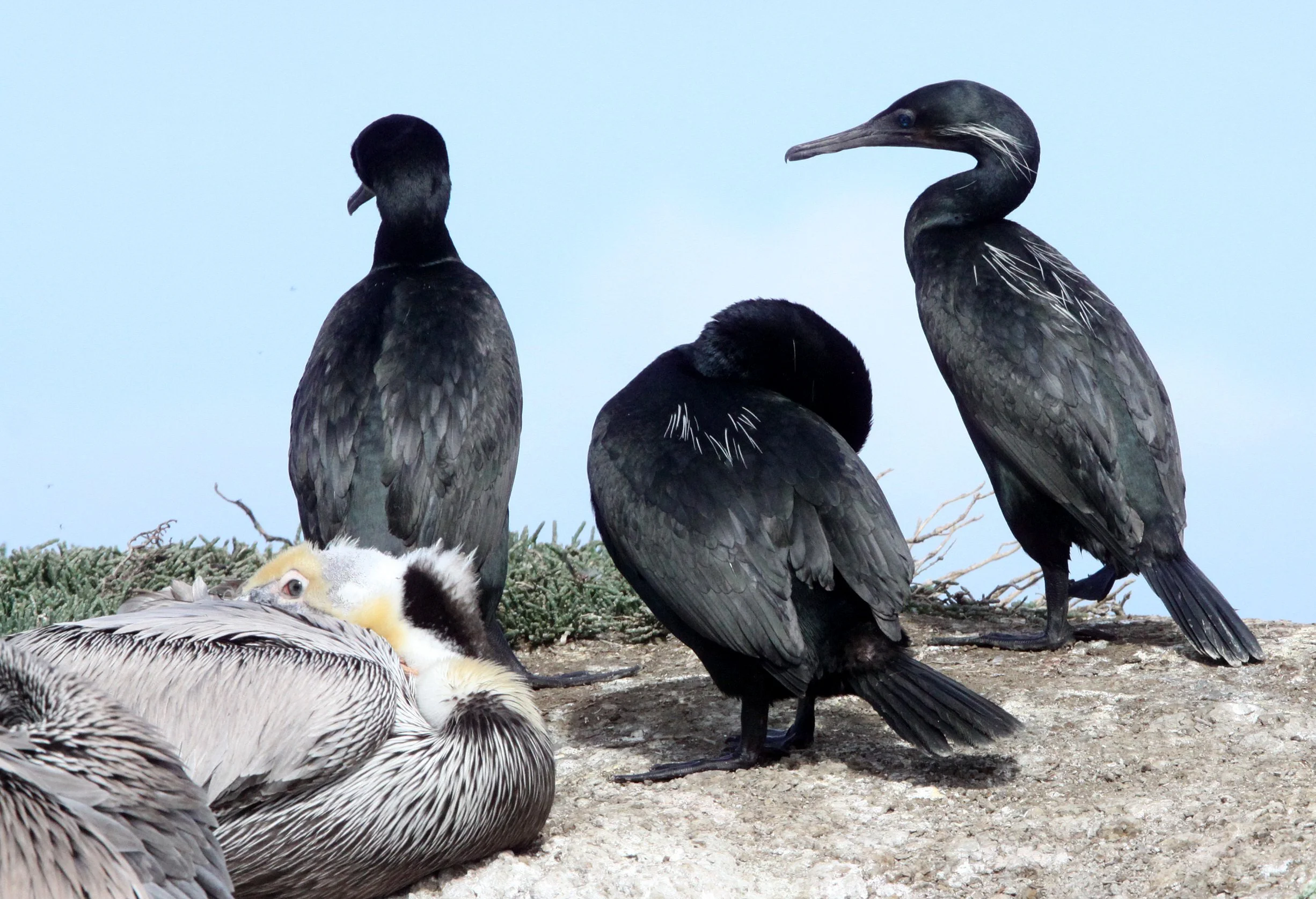 Urile penicillatus - Brandt's Cormorant - Elkhorn Slough & Moss Landing, California (17).JPG