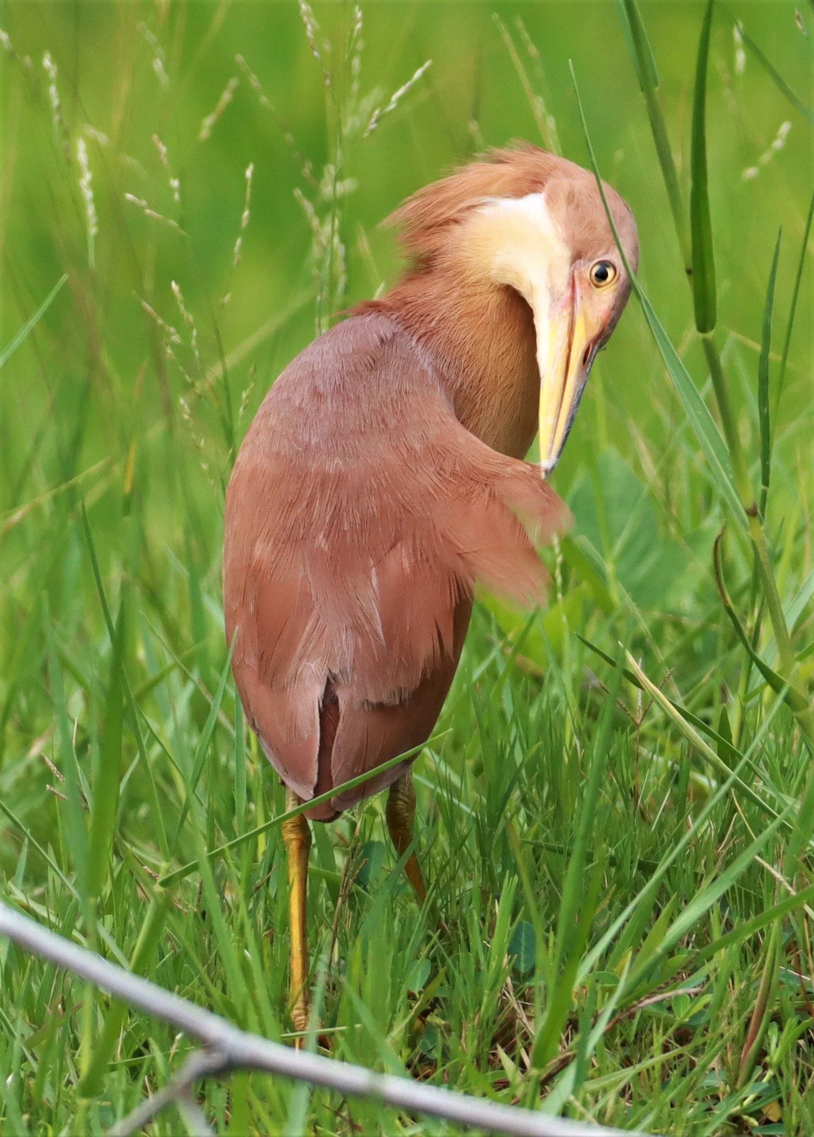 BITTERN - CINNAMON BITTERN (CHESTNUT BITTERN) - Ixobrychus cinnamomeus - BURIRAM HUAI CHORAKHE MAK (4).jpg