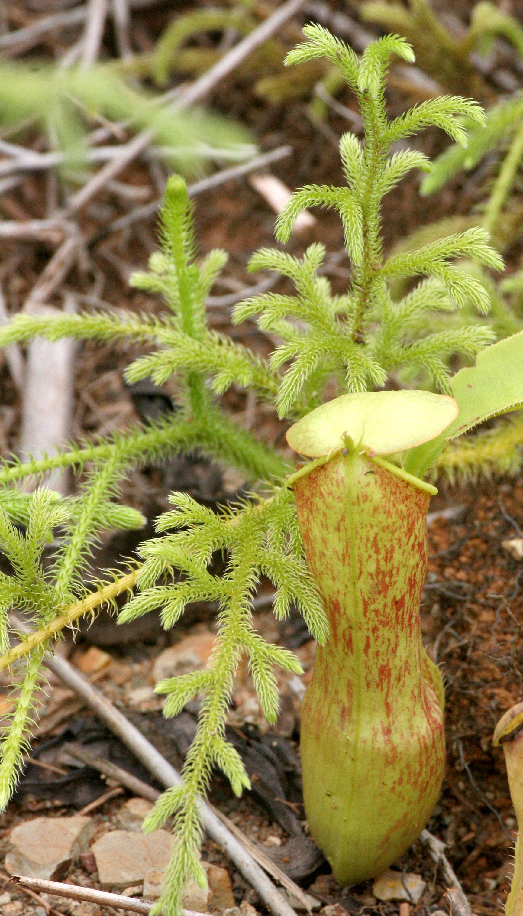 TABIN WILDLIFE RESERVE BORNEO - NEPENTHES SPECIES - PITCHER PLANT (18).JPG