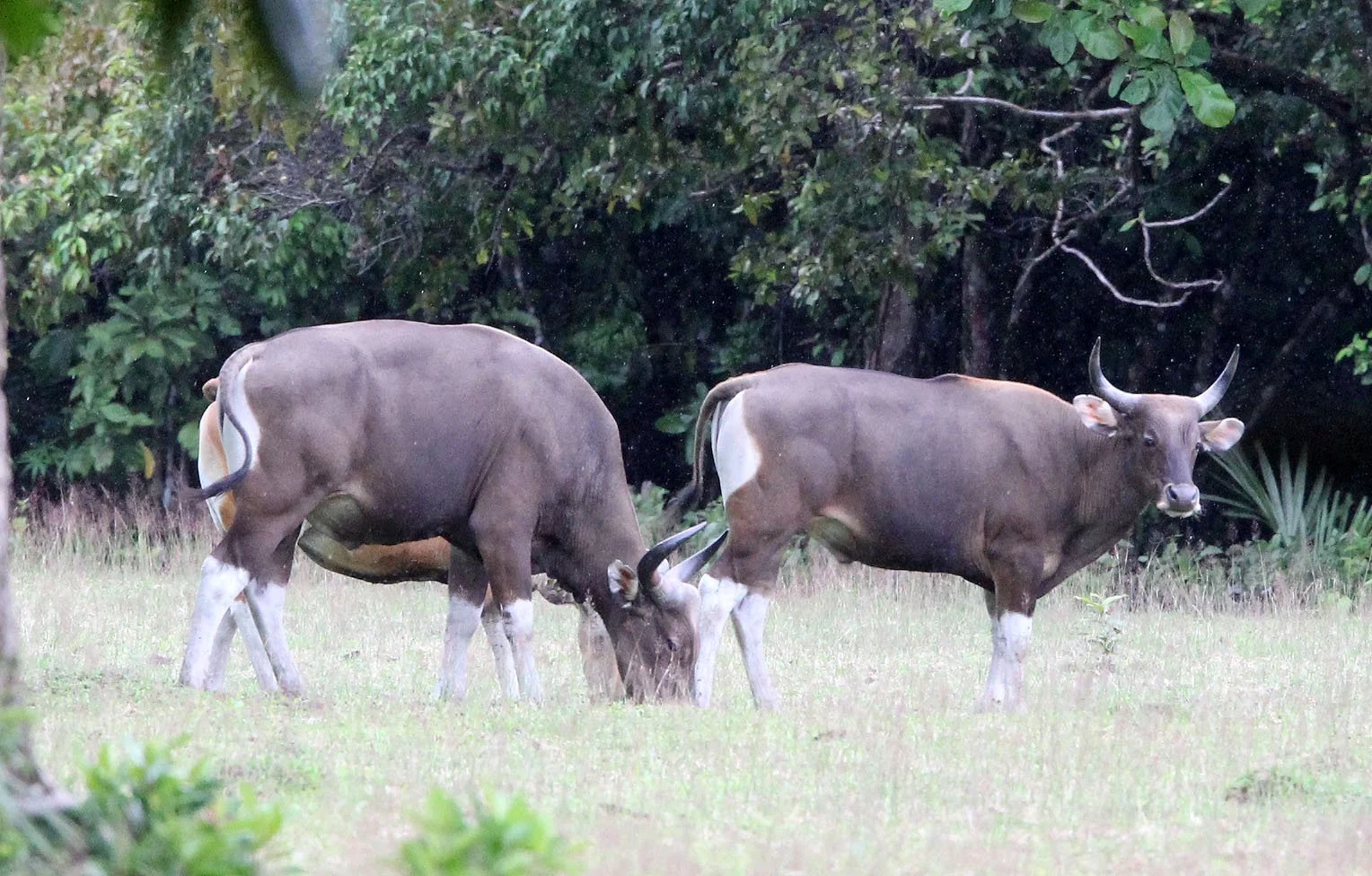 BANTENG - JAVA BANTENG - Bos javanicus javanicus - UJUNG KULON NATIONAL PARK JAVA BARAT INDONESIA (19).JPG