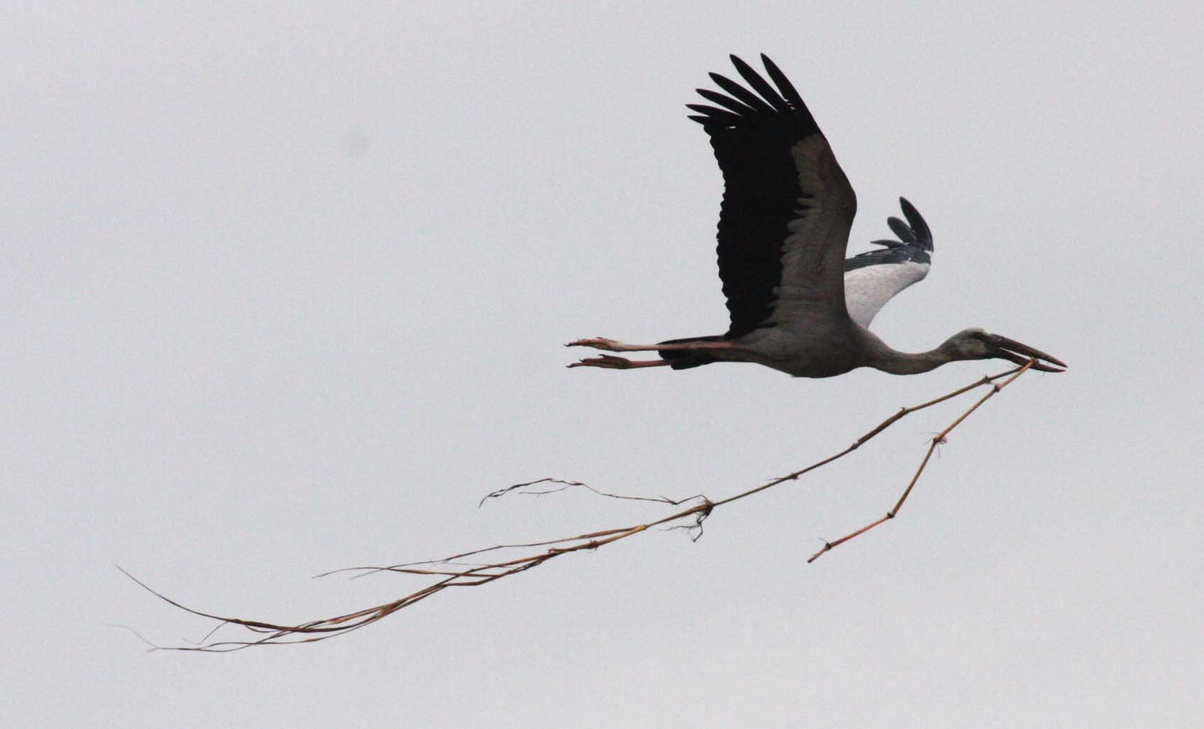 STORK - ASIAN OPENBILL - Anastomus oscitans - BUENG BORAPHET THAILAND (28).JPG