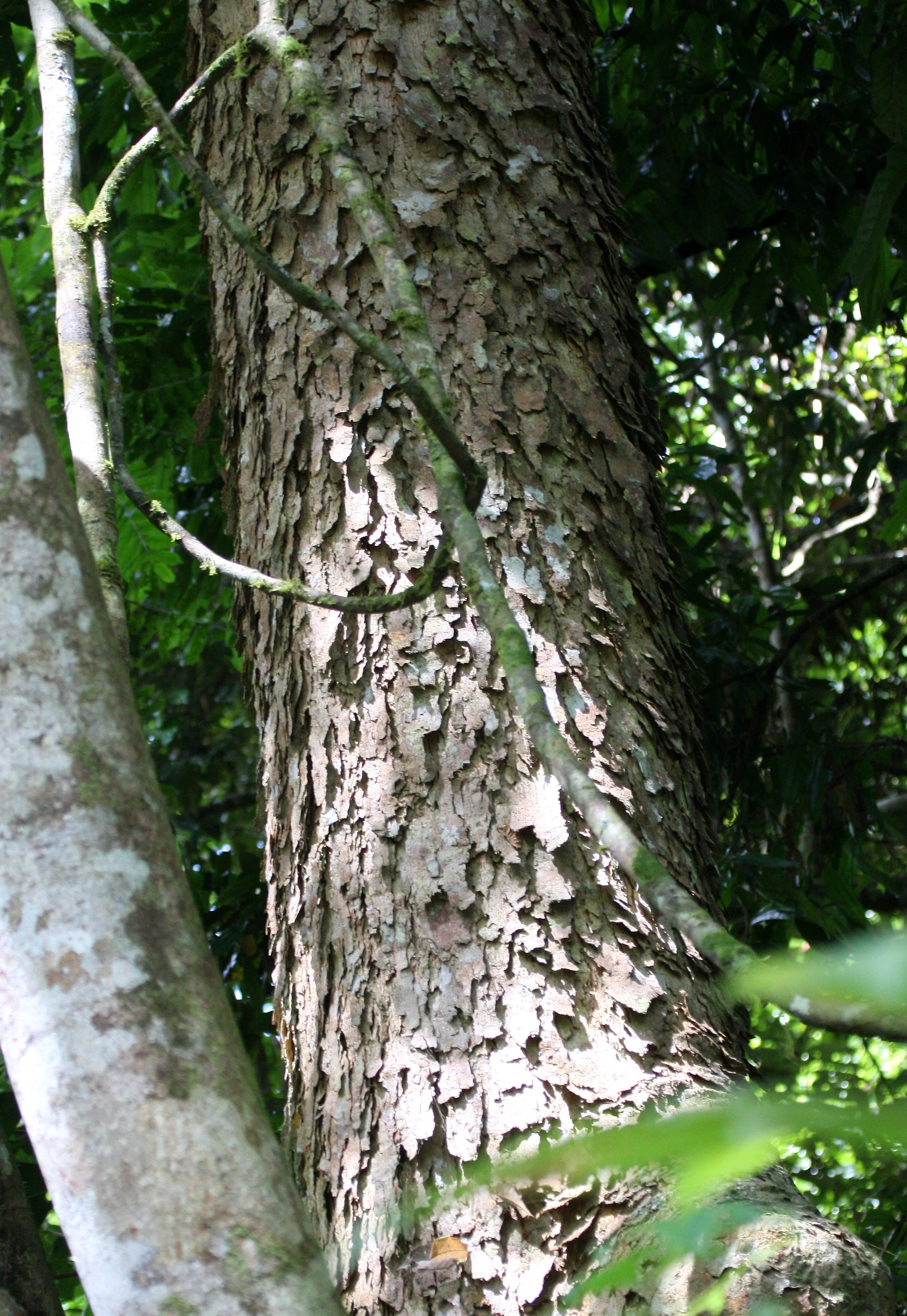 KRUNG CHIN THAILAND - TREE SPECIES A.JPG