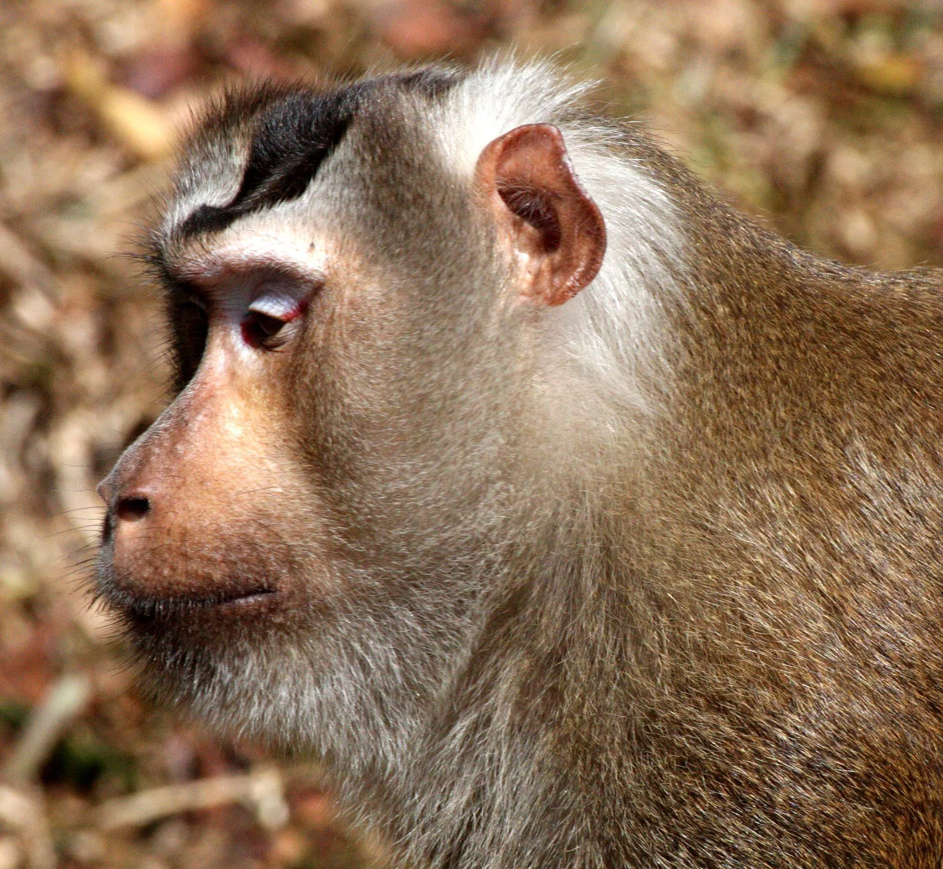 CERCOPITHECIDAE - Macaca leonina - NORTHERN PIG-TAILED MACAQUE - KHAO YAI THAILAND (70).JPG