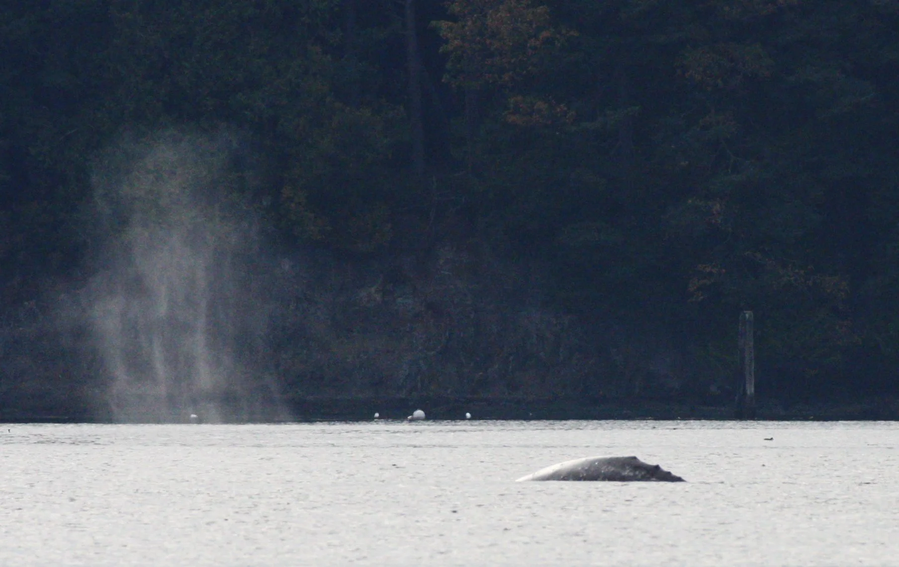 CETACEAN - GRAY WHALE - SALT CREEK WA (3).JPG