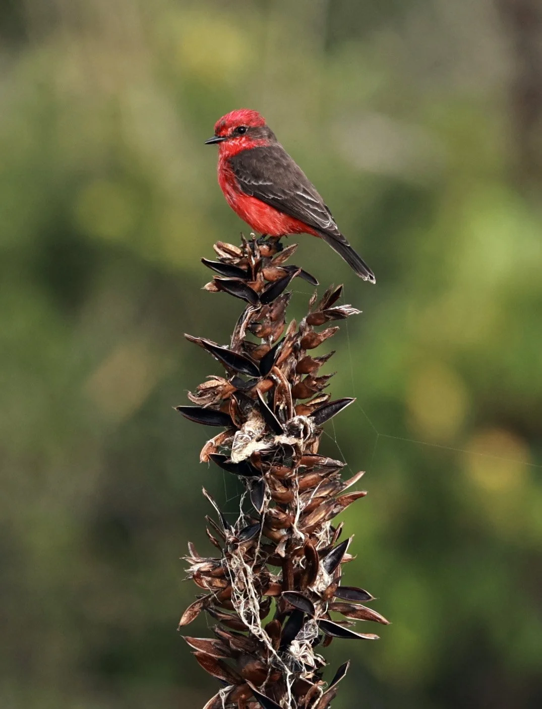 Vermilion Flycatcher (Pyrocephalus rubinus) Superagüi National Park, Brazil (9).jpg