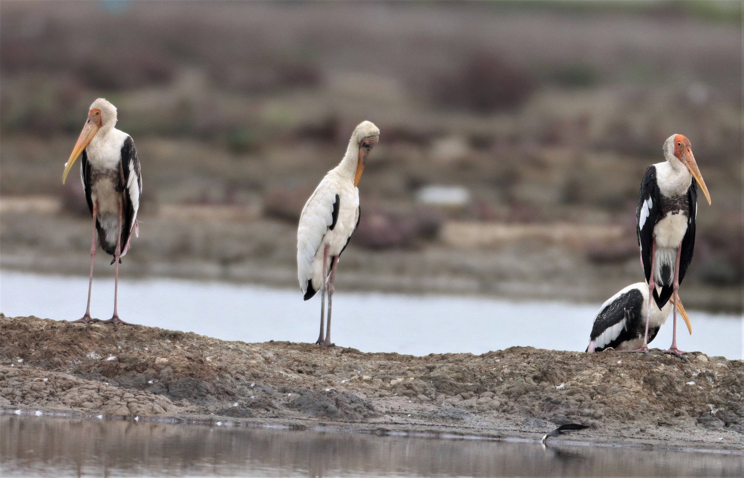 STORK - MILKY STORK - Mycteria cinerea - WITH PAINTED STORK - KHLONG TAMRU CHONBURI (51).jpg
