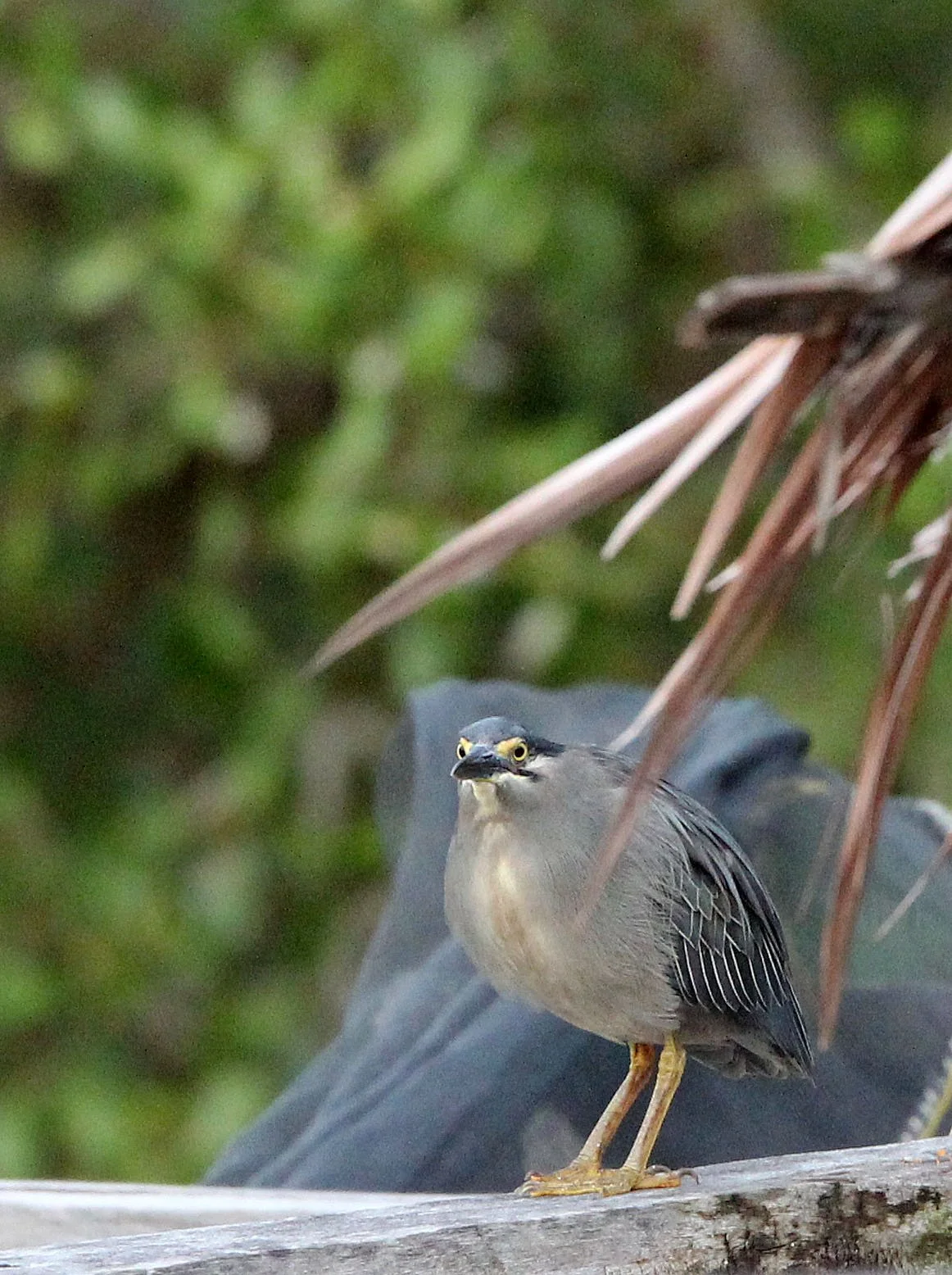 HERON - LITTLE HERON - Butorides striata - TANGKOKO NATIONAL PARK SULAWESI INDONESIA (12).JPG