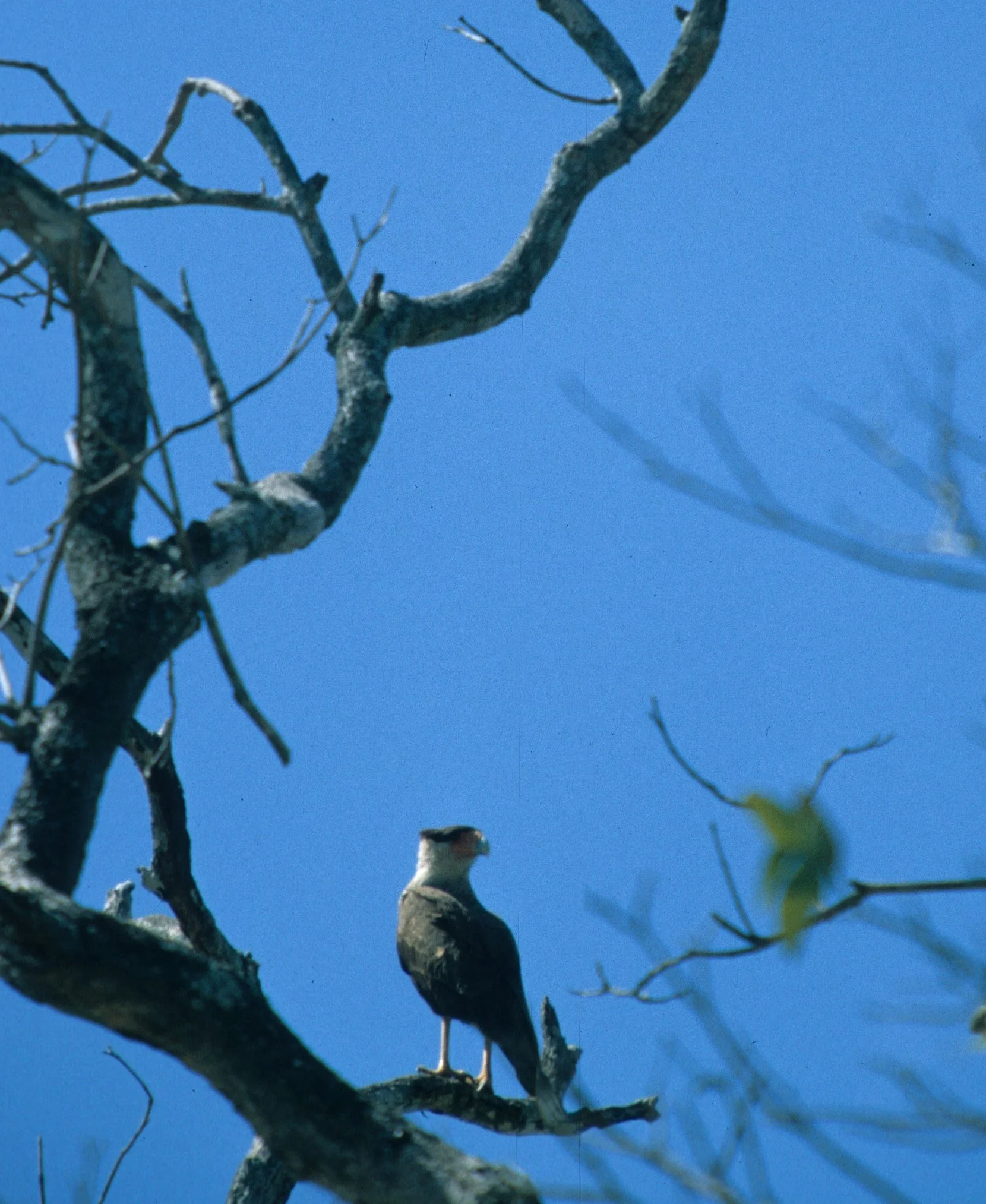 Caracara plancus - SOUTHERN CRESTED CARACARA - NORTHERN PANTANAL BRAZIL (4).jpg