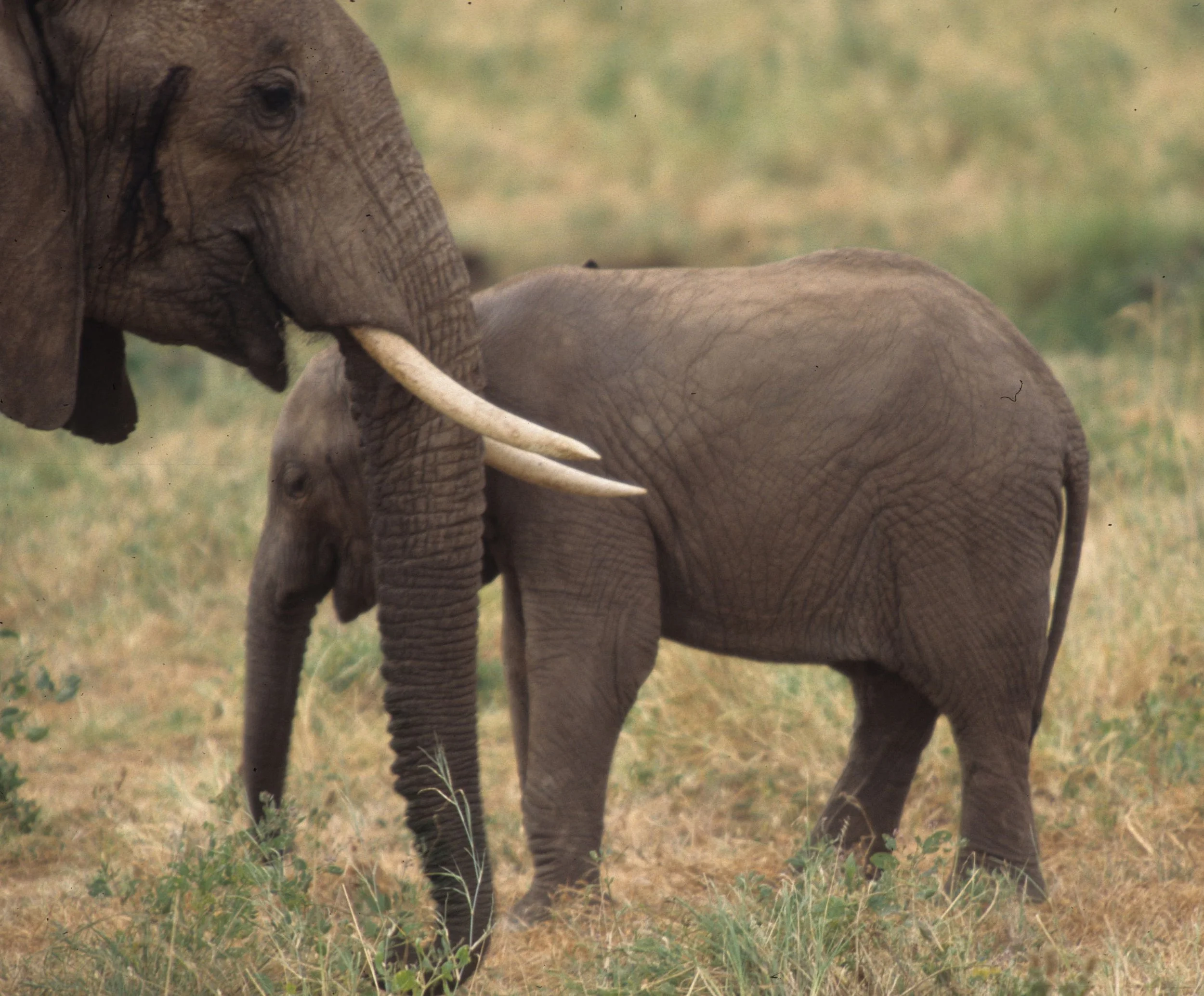 ELEPHANT - SERENGETI 55.jpg