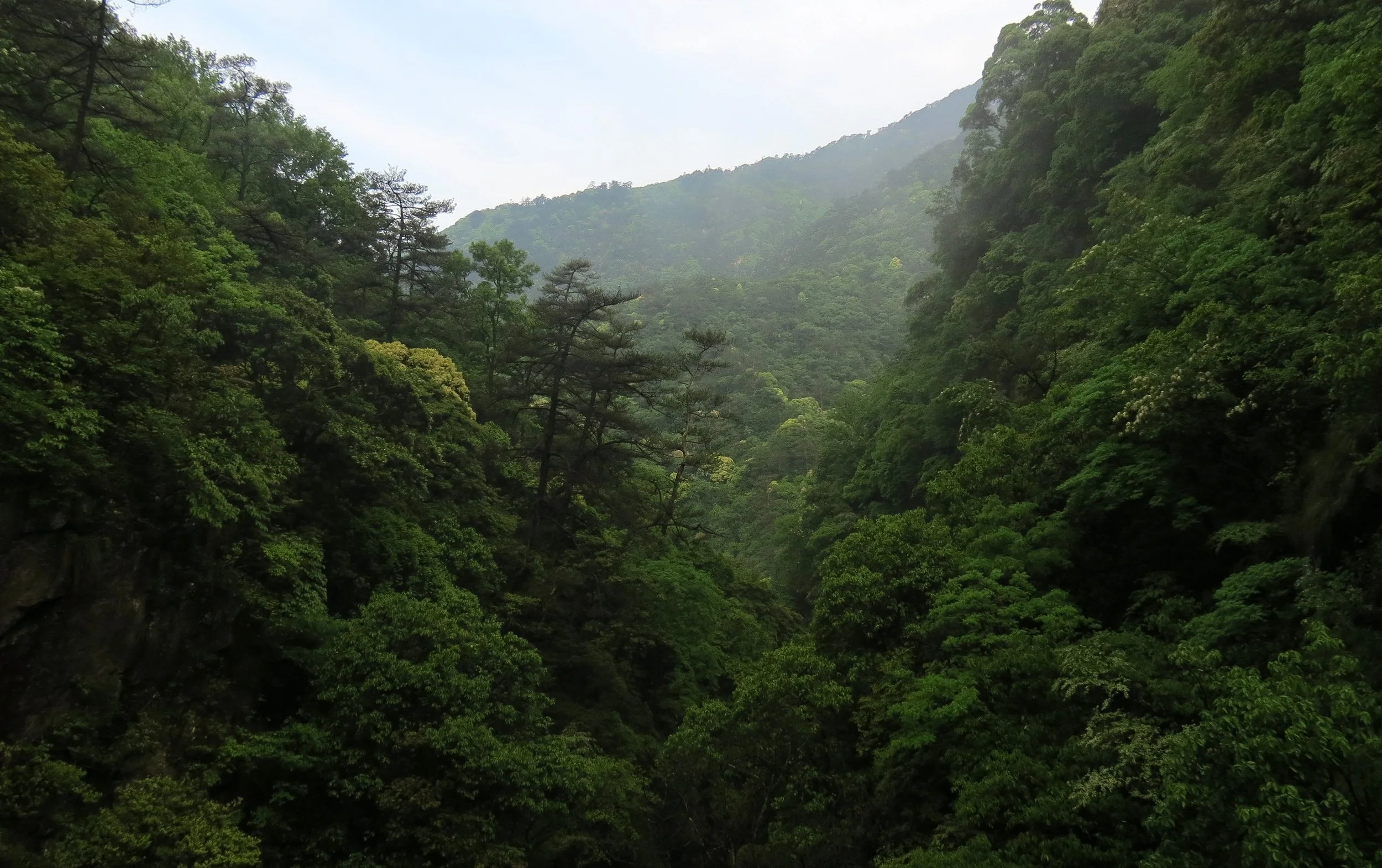 GUNIUJIANG NATURE RESERVE - ANHUI PROVINCE CHINA (44).JPG