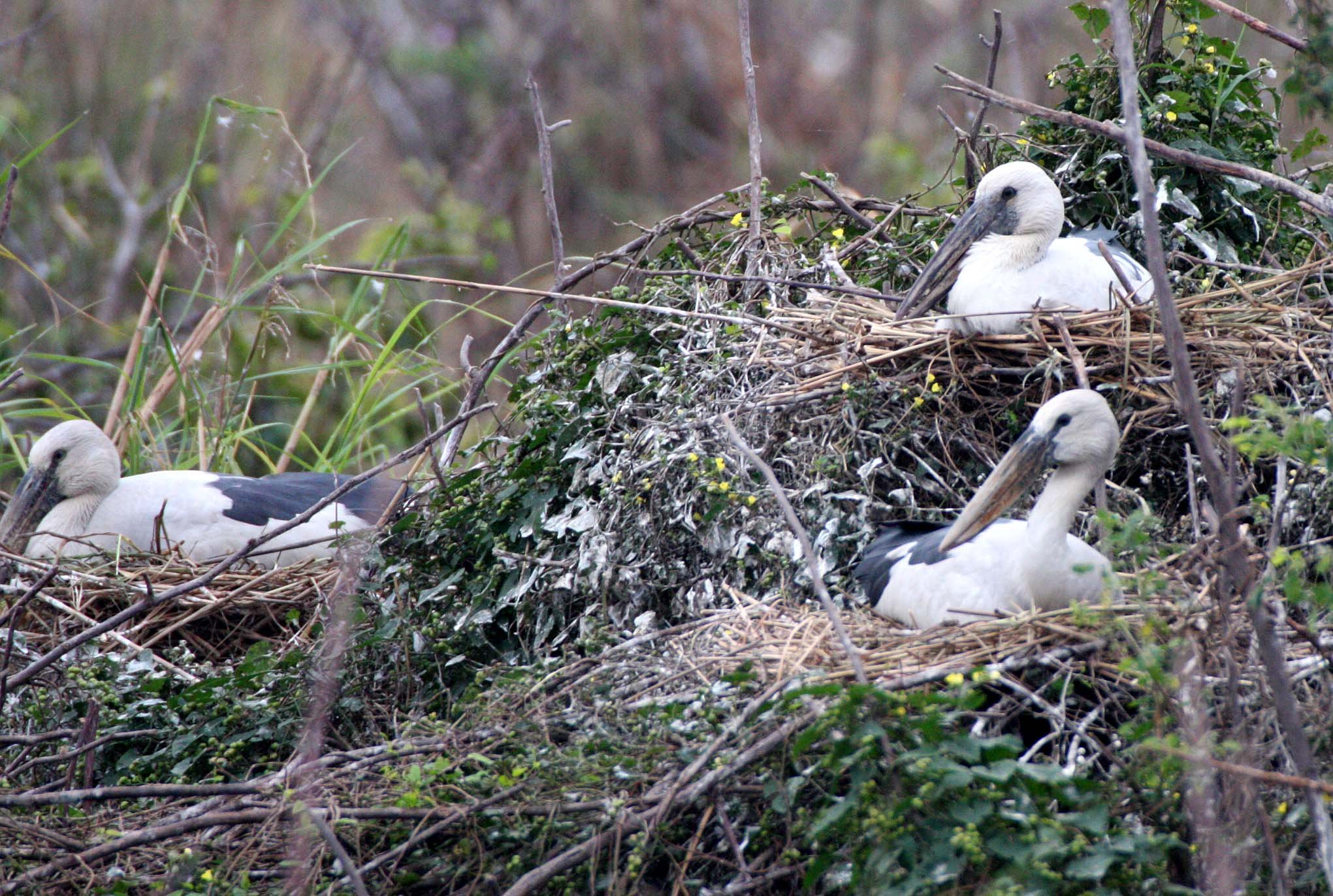 STORK - ASIAN OPENBILL - Anastomus oscitans - BUENG BORAPHET THAILAND (25).JPG