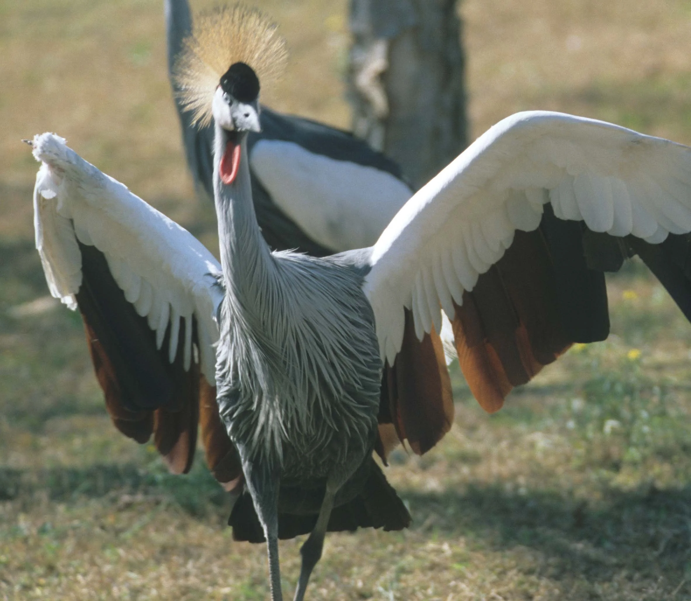 BIRDS - CRANE - CROWNED CRANE - SOUTHERN A.jpg