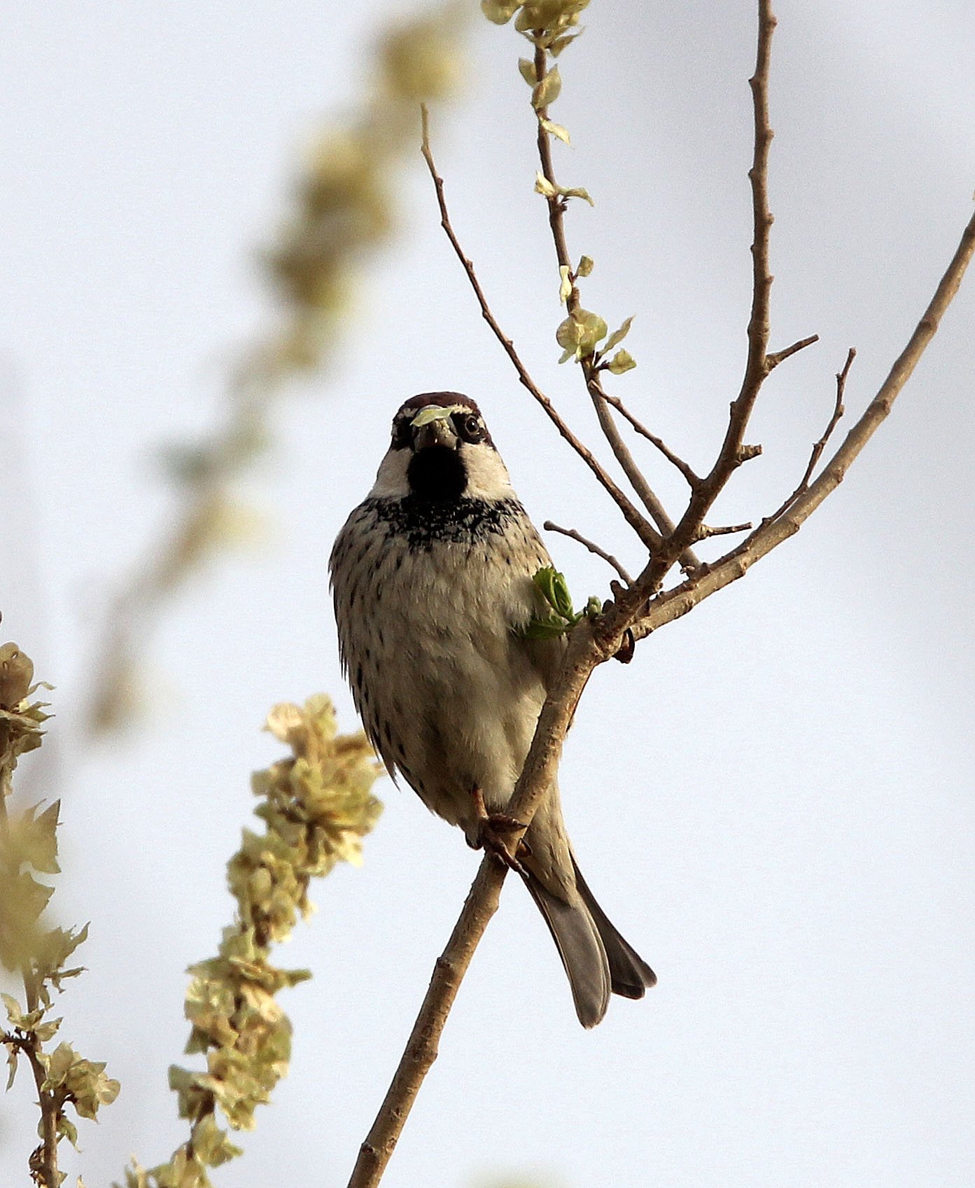 Spanish Sparrow (Passer hispaniolensis) Turpan Xinjiang China (16).JPG