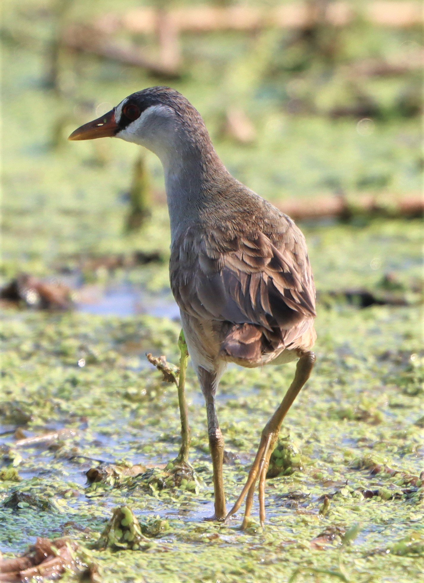 White-browed Crake (Porzana cinerea) Thap Yao Rice Fields Lat Krabang Bangkok (91).jpg