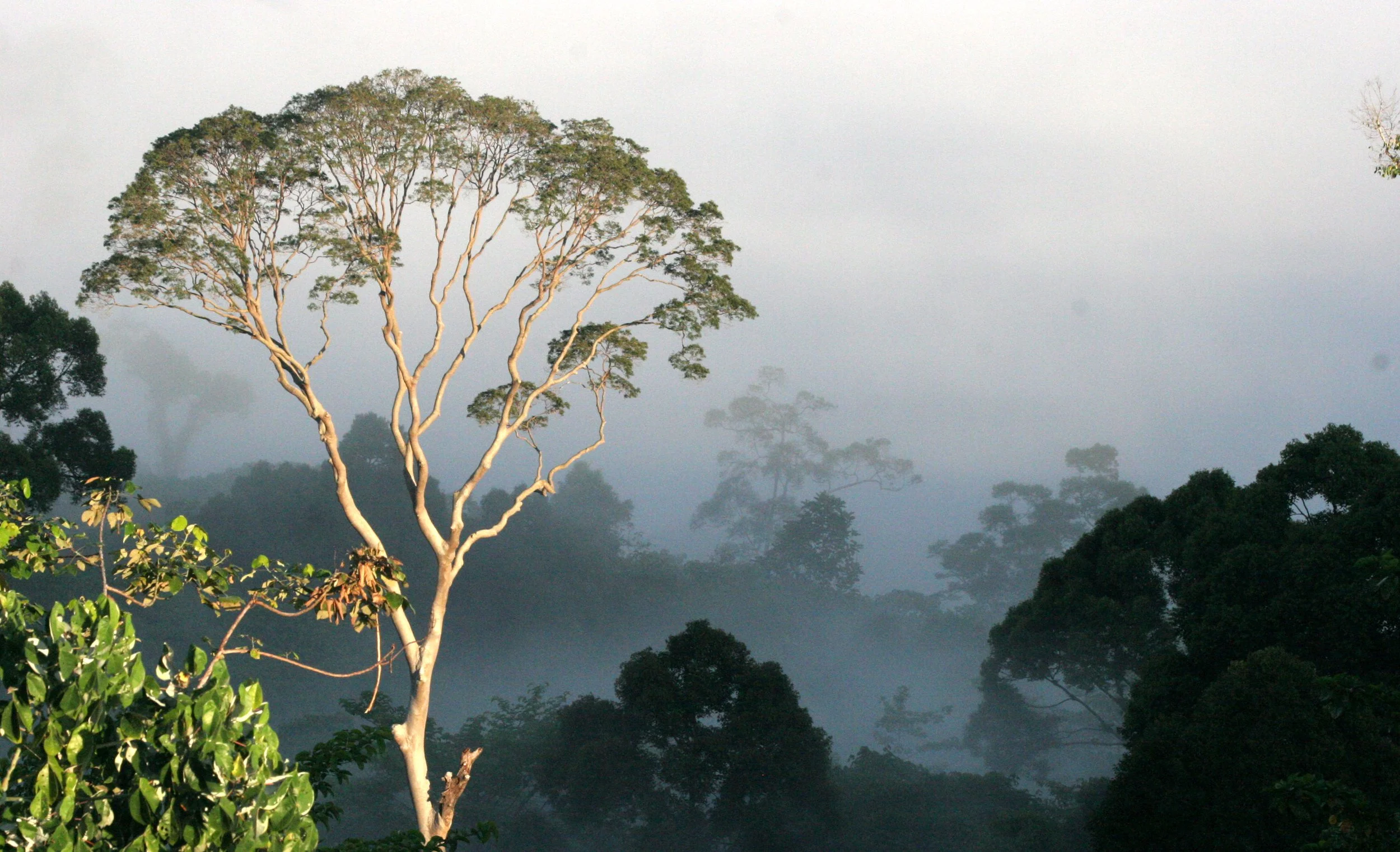 DANUM VALLEY BORNEO - SUNRISE OVER THE DANUM (61).JPG