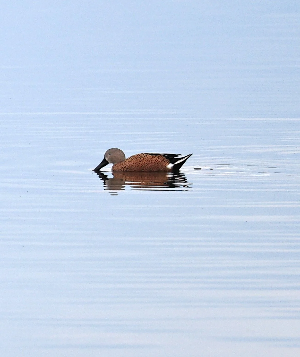 Red Shoveler (Spatula platalea) Lagunas del Ornitólogo, Trelew Argentina (9).jpg