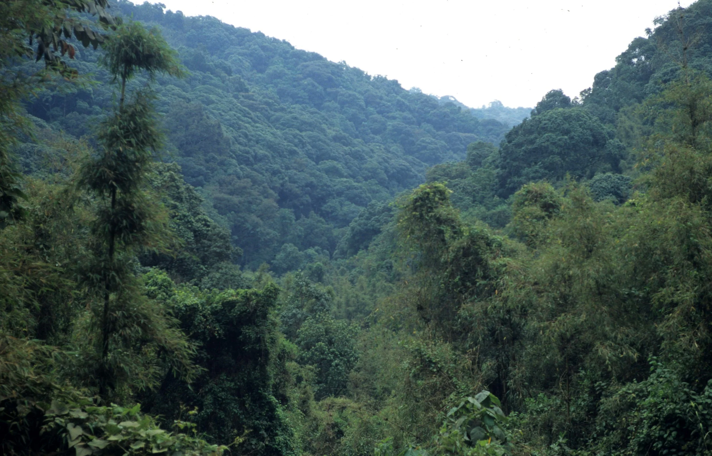 RWANDA - PARC DU VULCANS - FOREST B.jpg