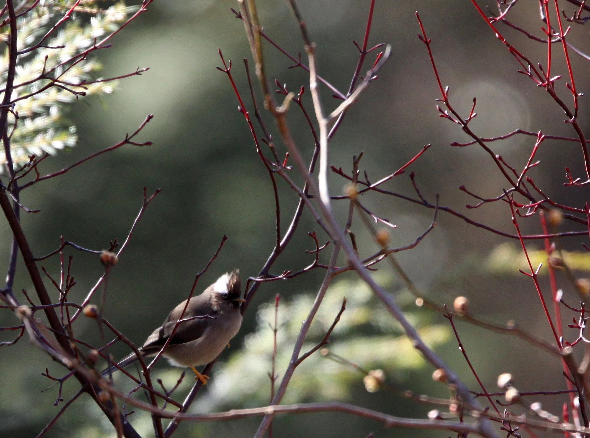 White-collared Yuhina (Parayuhina diademata) Baima Snow Mountain, Yunnan China (7).JPG